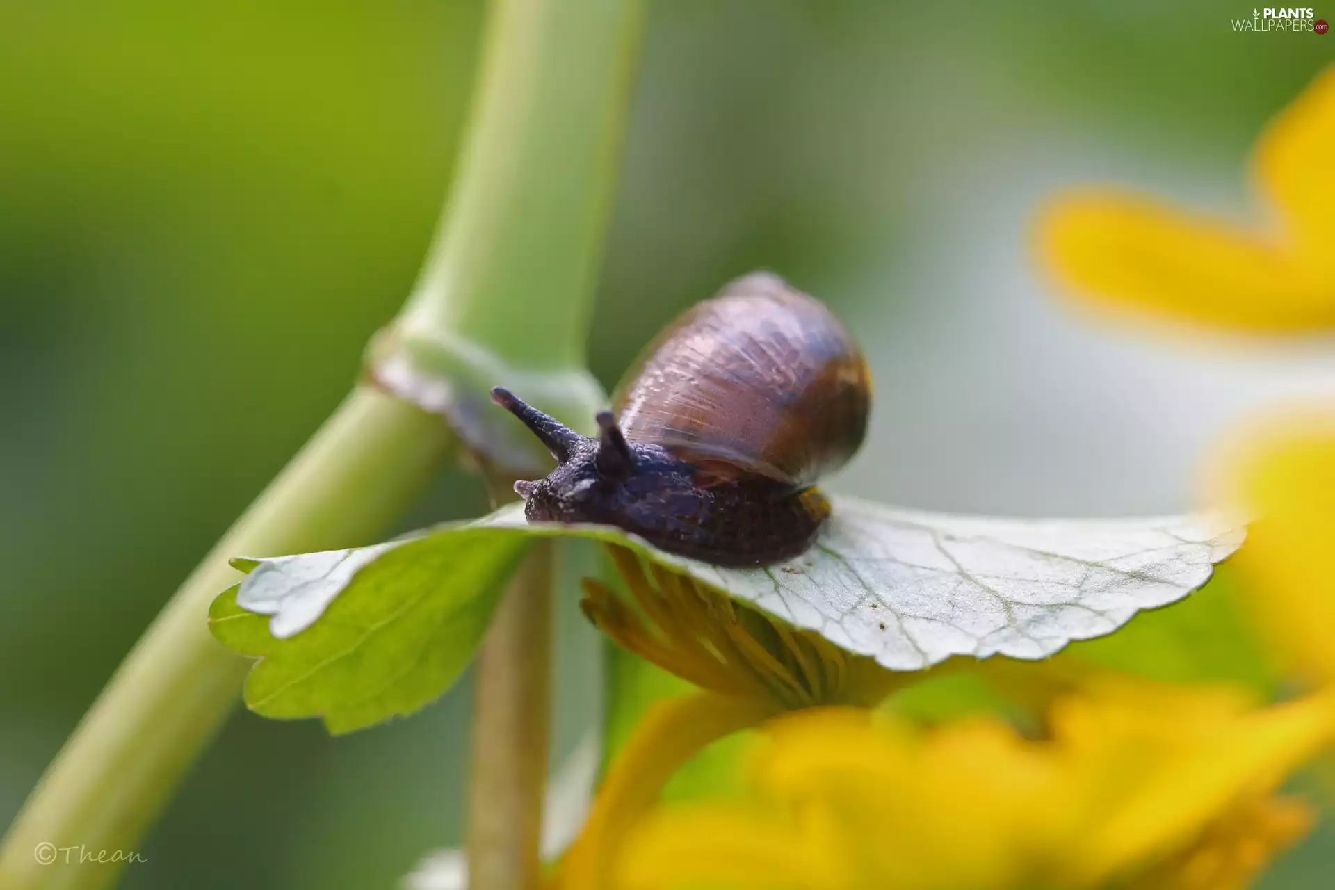 leaf, snail, Plants