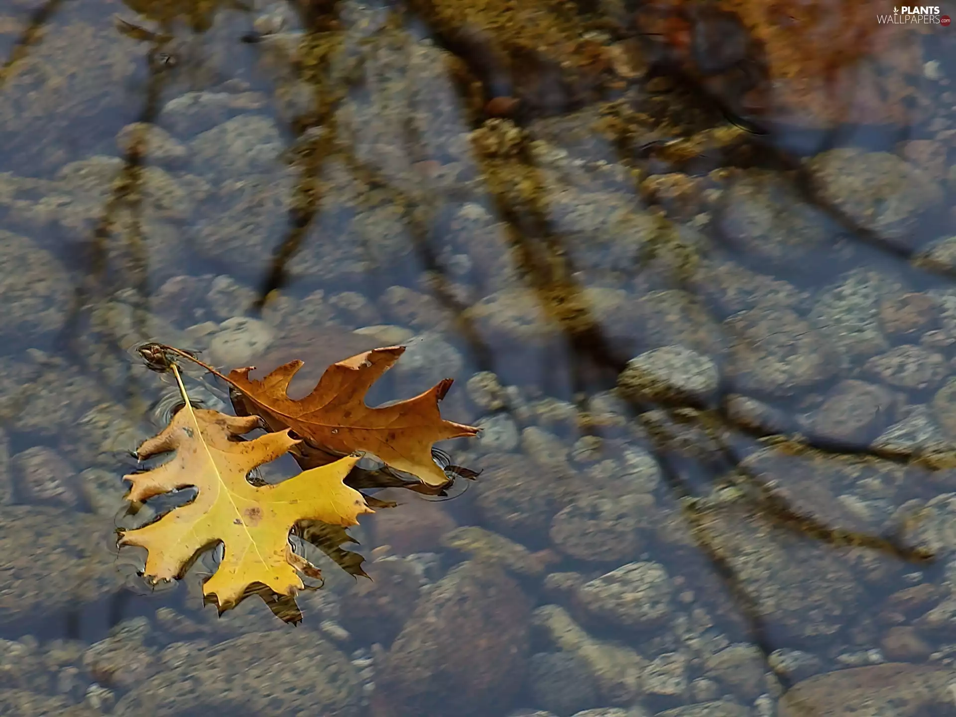 Leaf, puddle