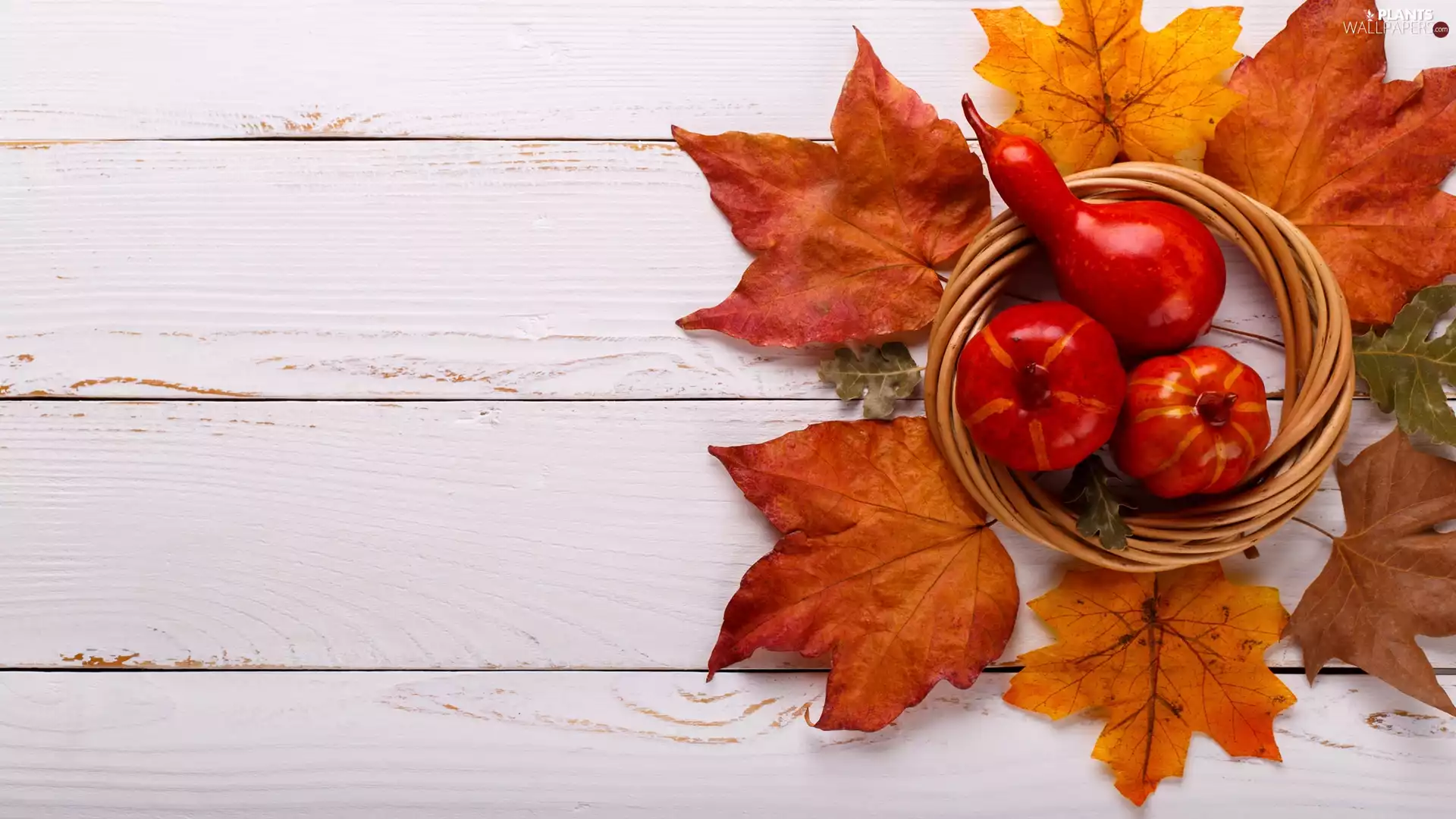 pumpkin, White, boarding, Leaf
