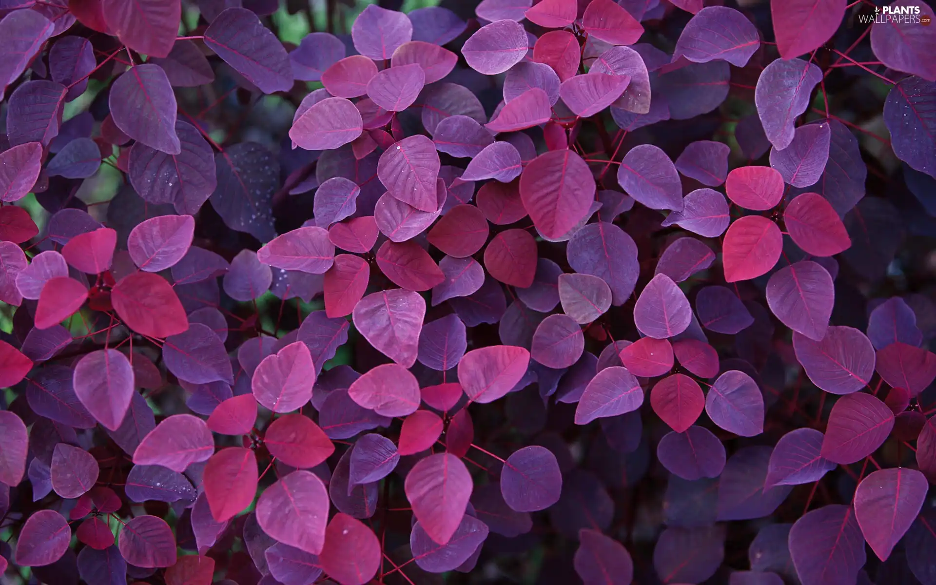 purple, Leaf