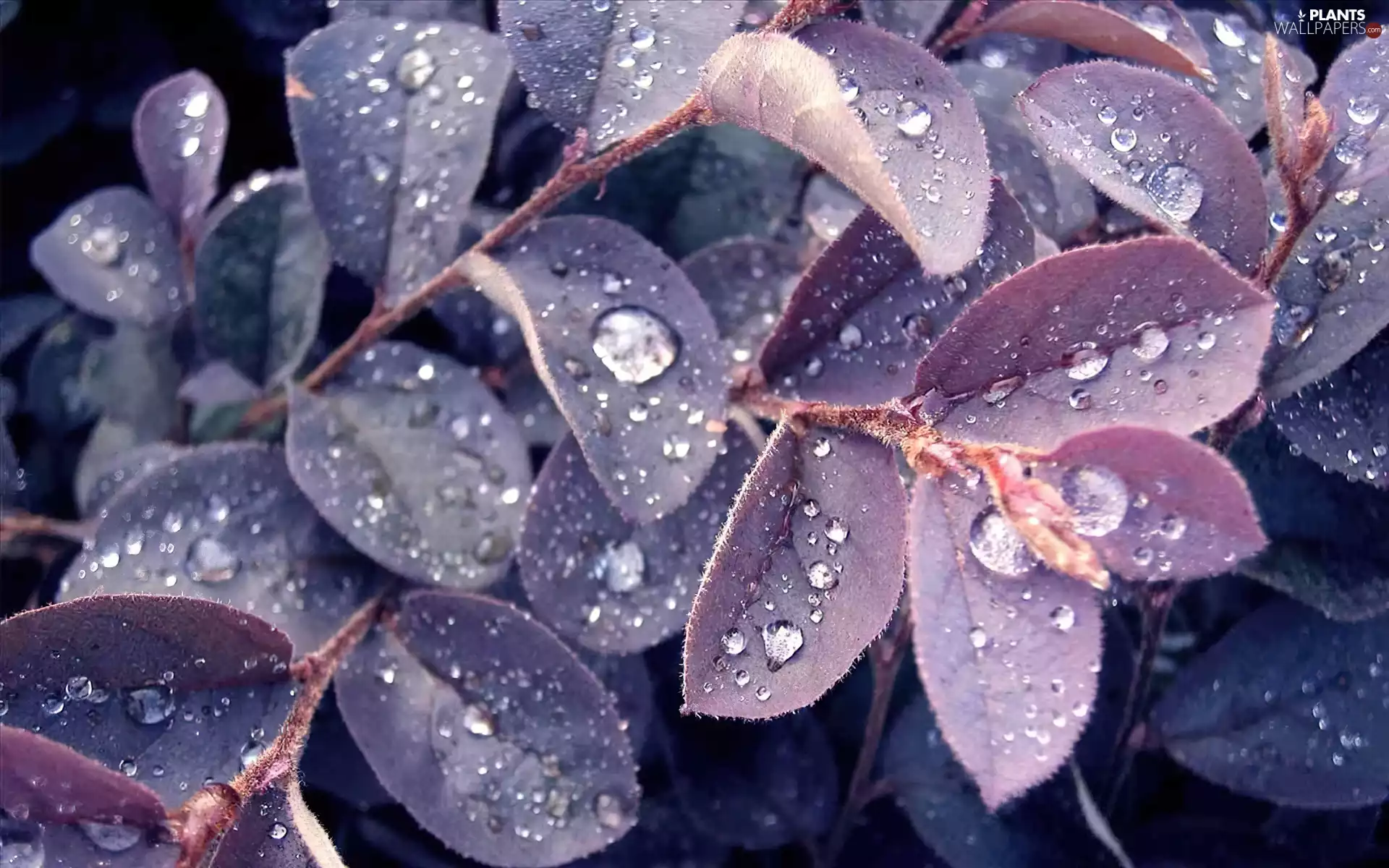 purple, droplets, water, Leaf