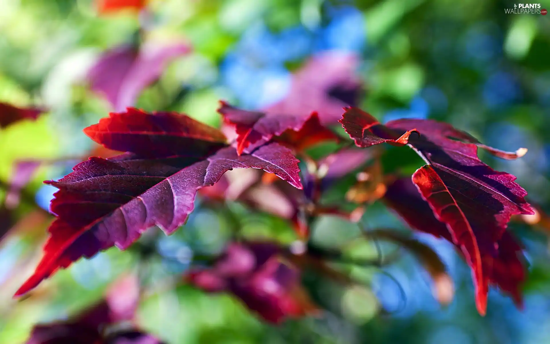 purple, Leaf