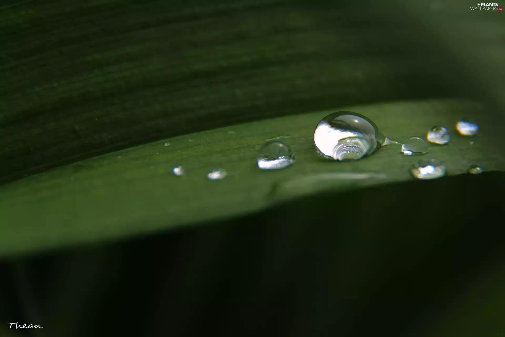 leaf, drops, rain