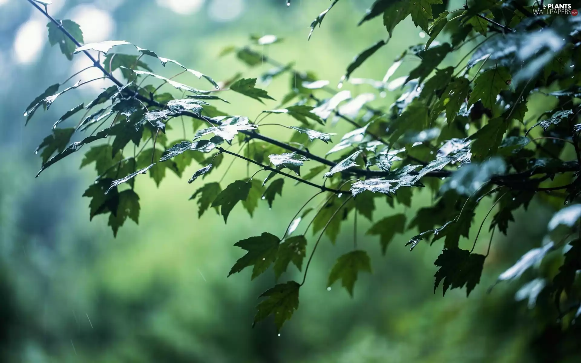 Rain, branch pics, Leaf