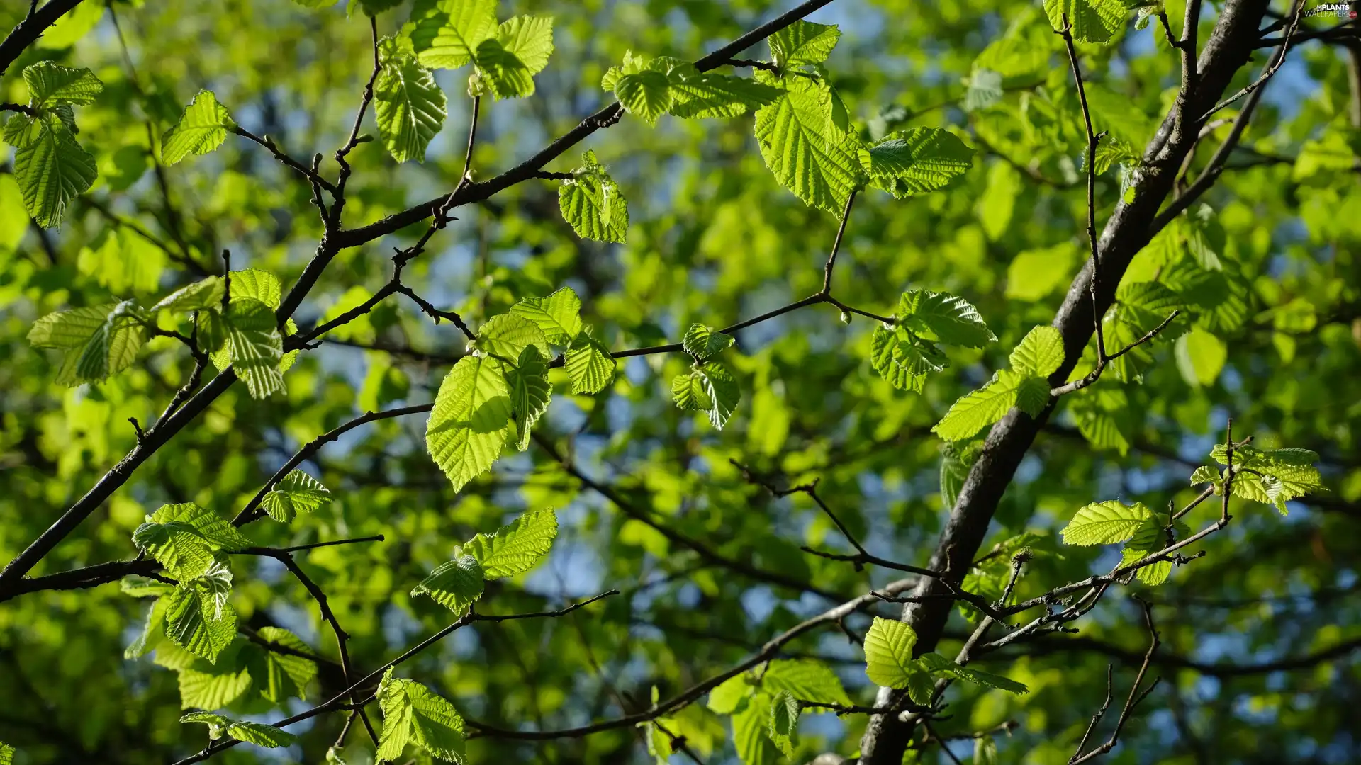 Twigs, Leaf, rapprochement, green ones