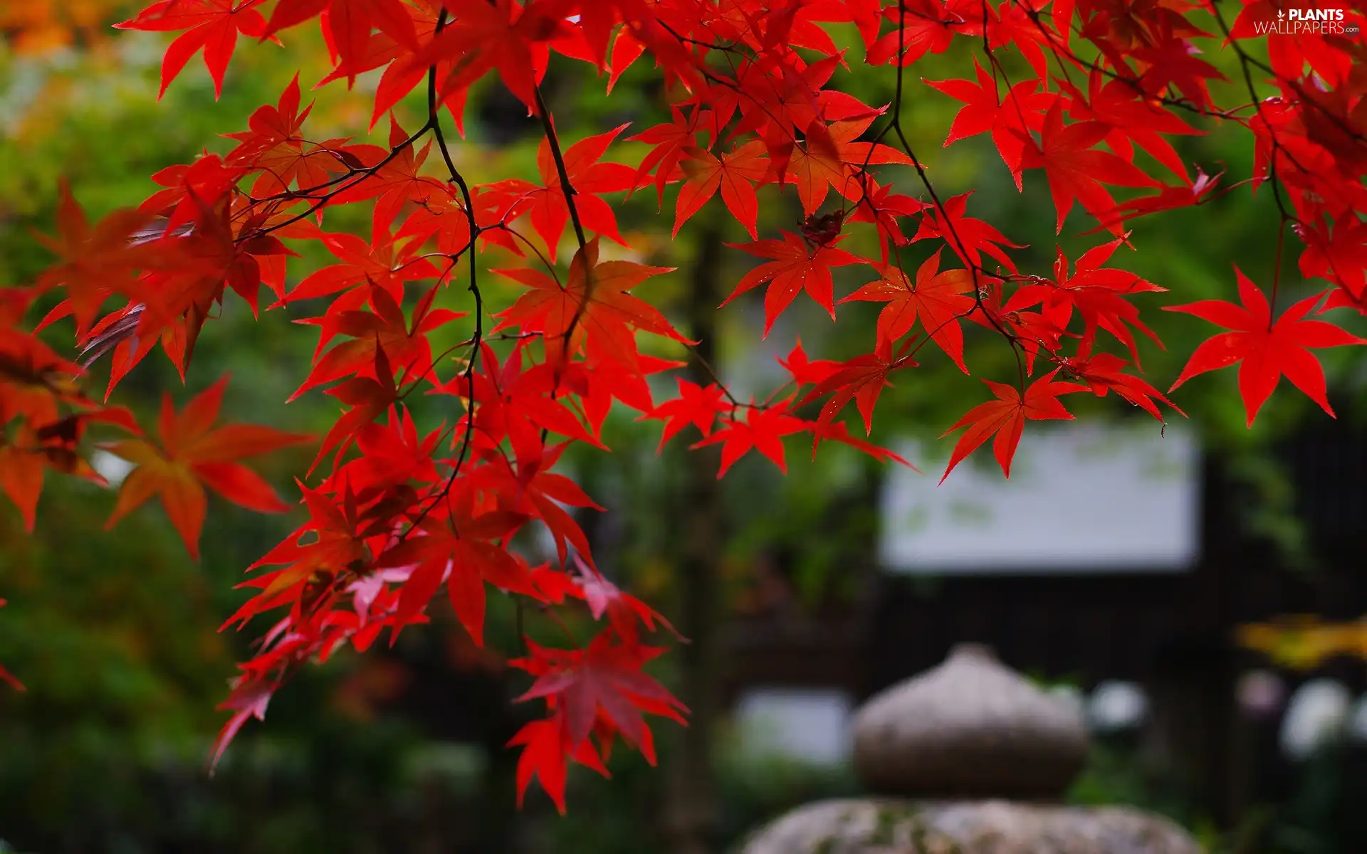 Red, Leaf