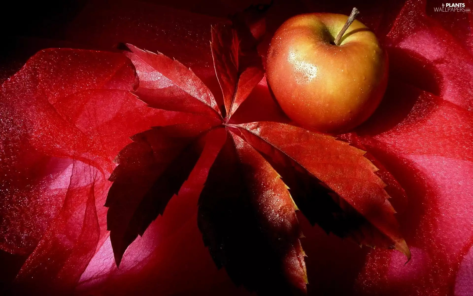 leaf, Apple, Red