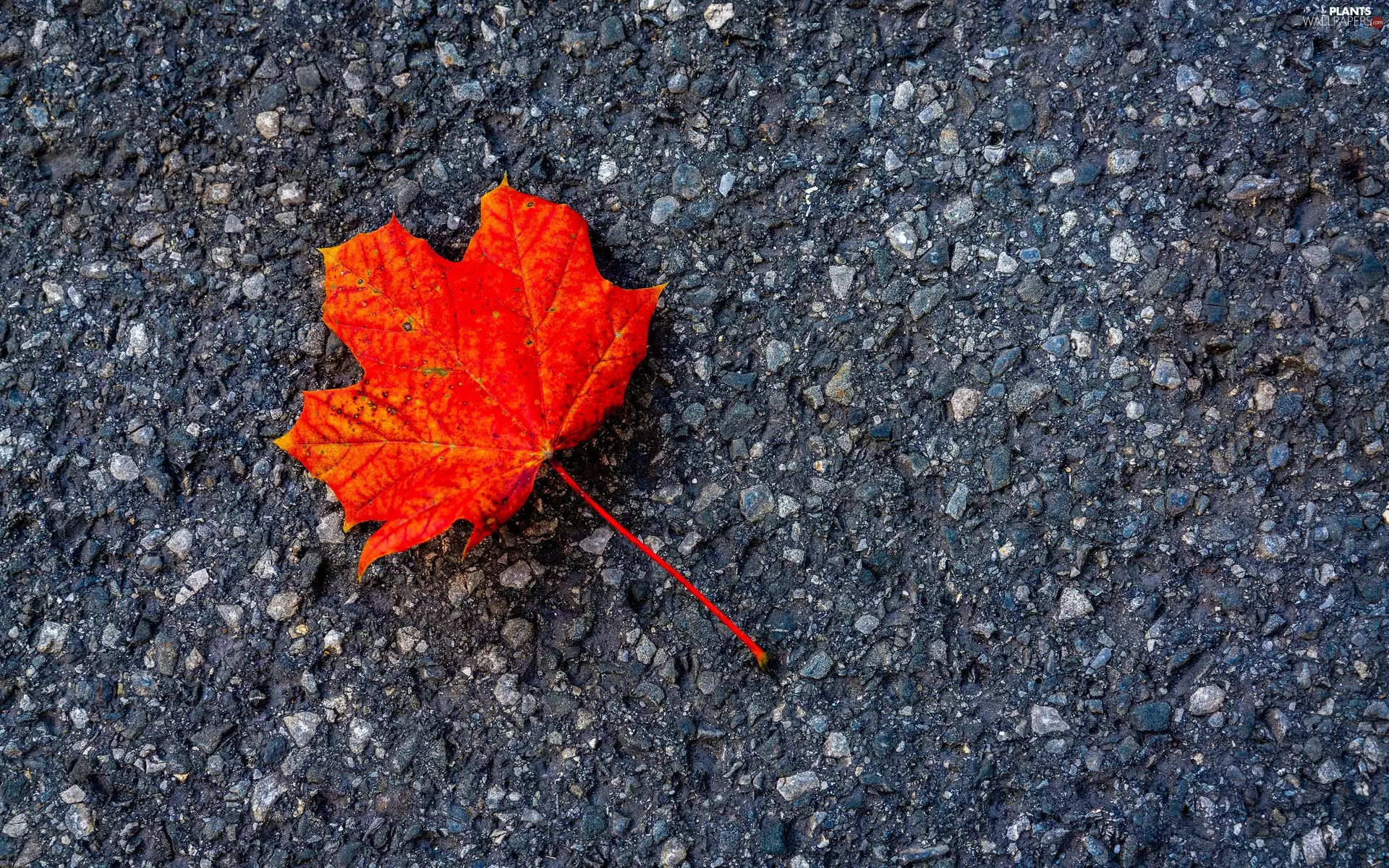 Red, maple, asphalt, leaf