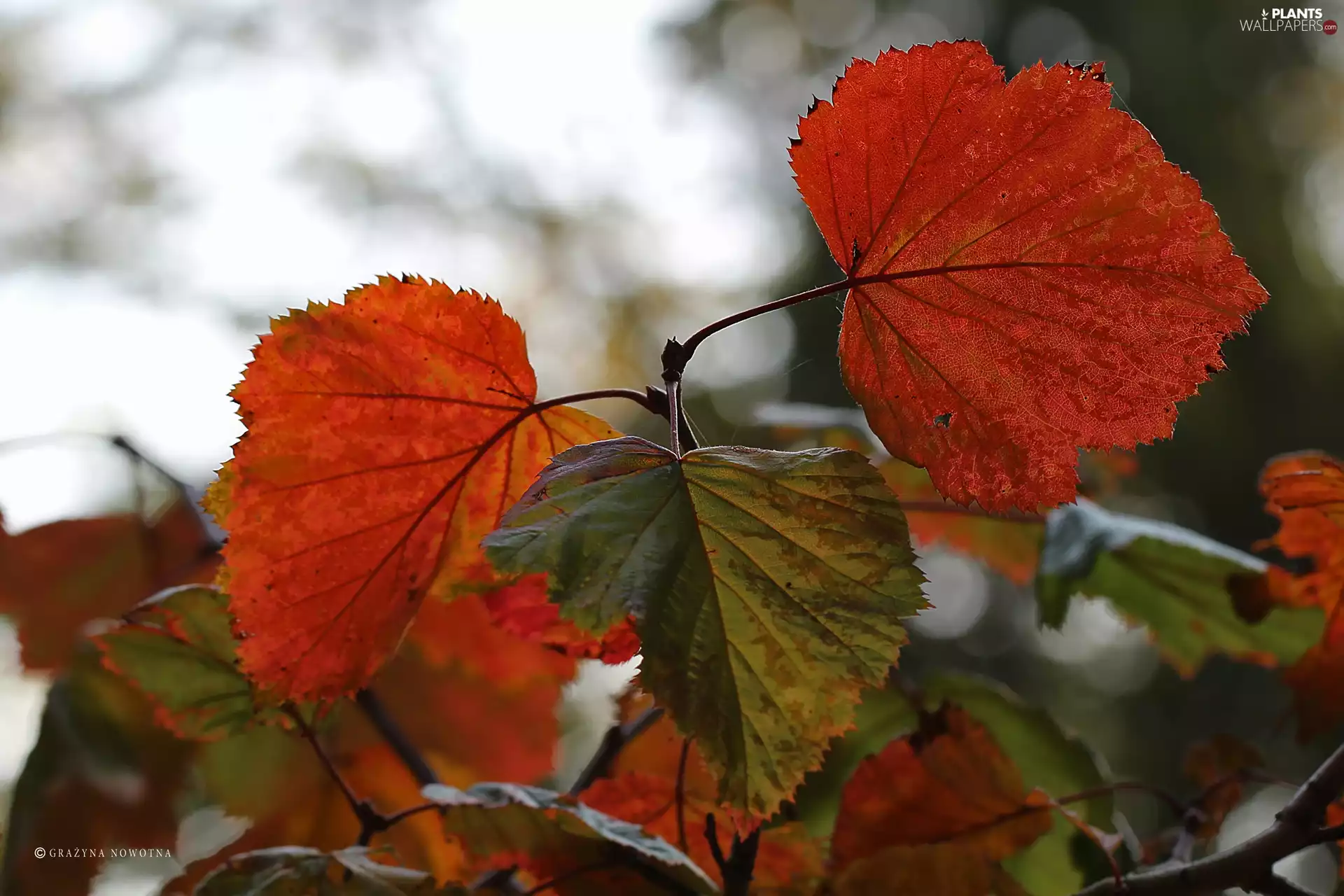Leaf, Autumn, Red