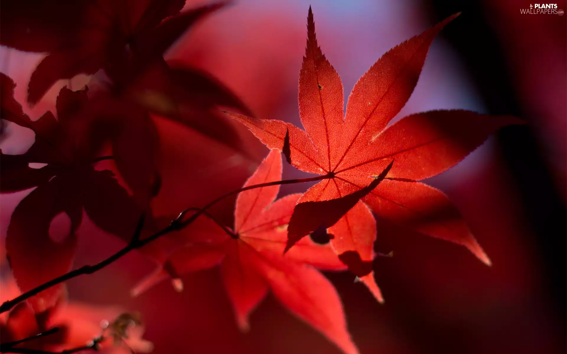 Leaf, autumn, Red