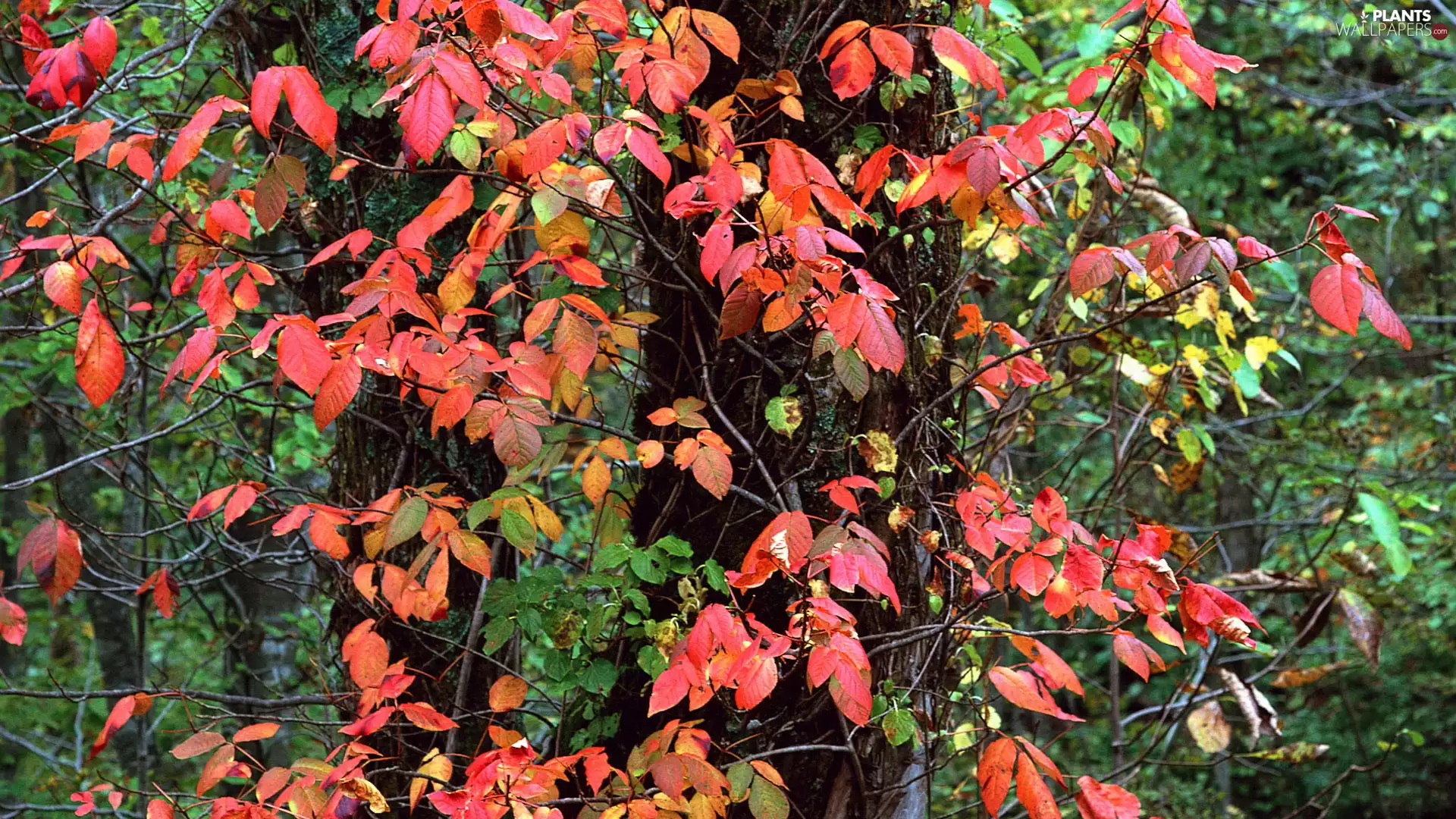 Red, Twigs, autumn, Leaf