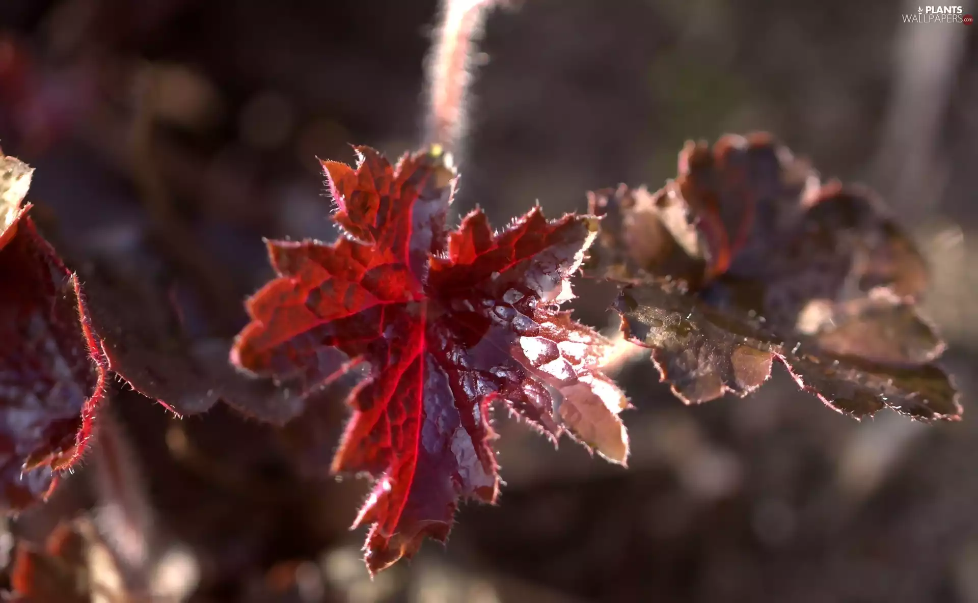 sun, blurry background, Leaf, drops, Red