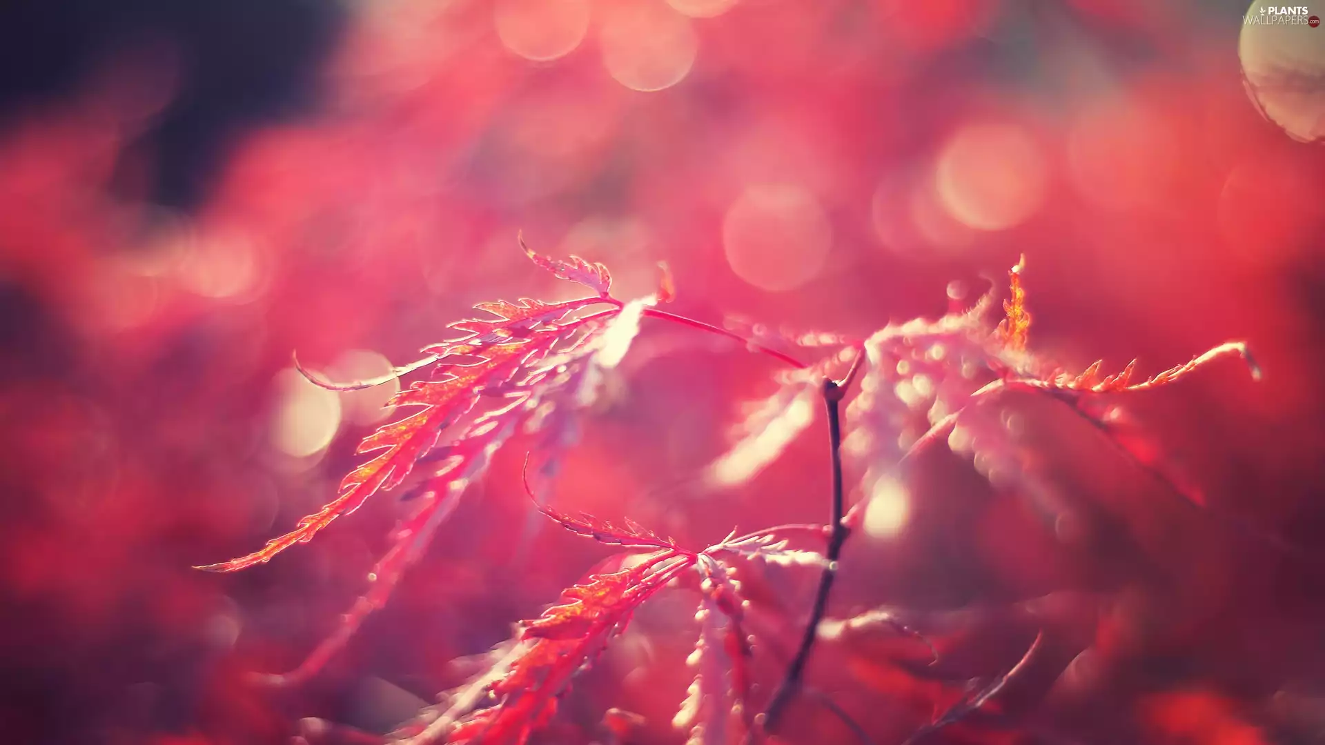 Red, Bokeh, blur, Leaf