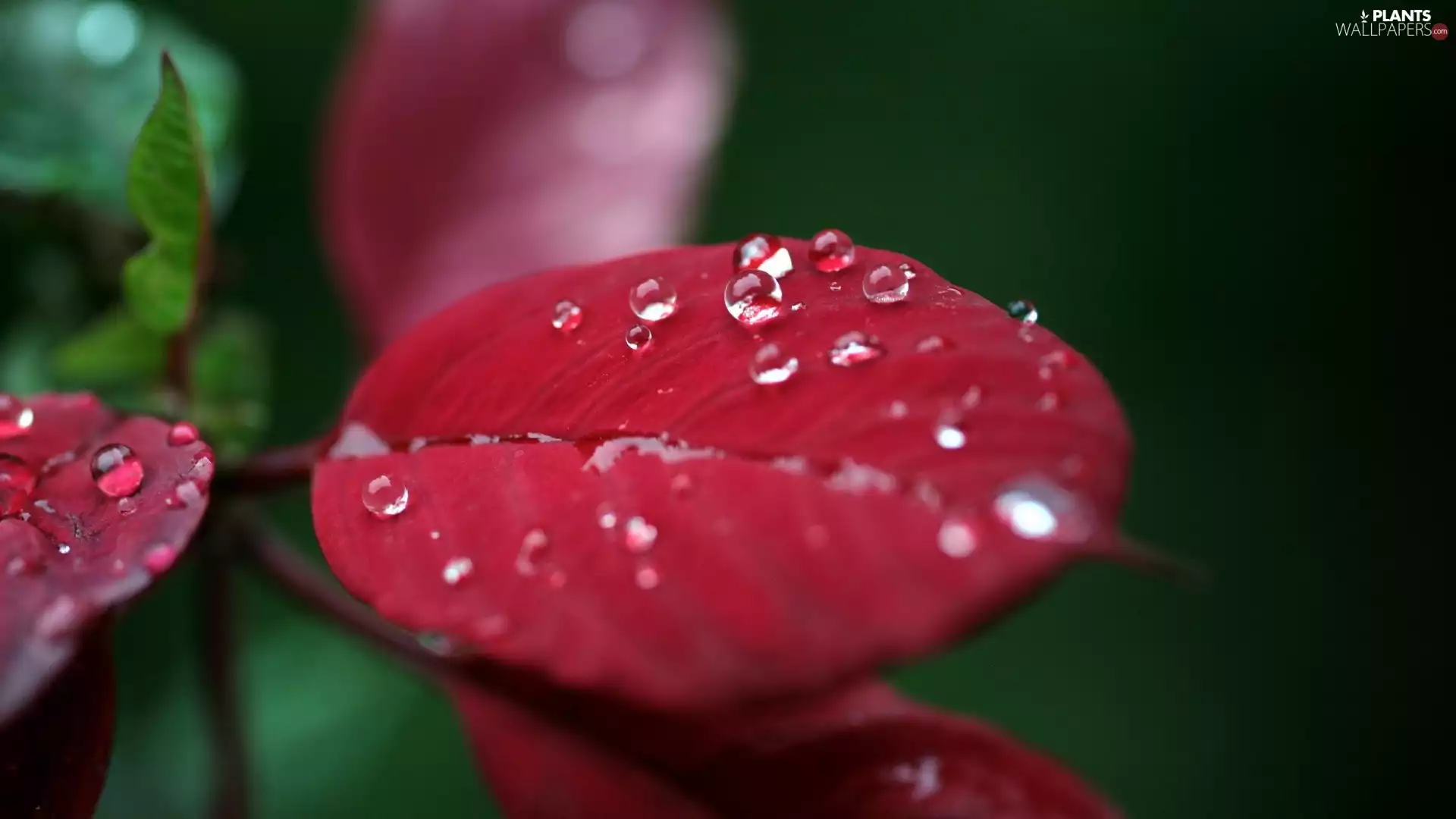 Red, drops, Close, leaf