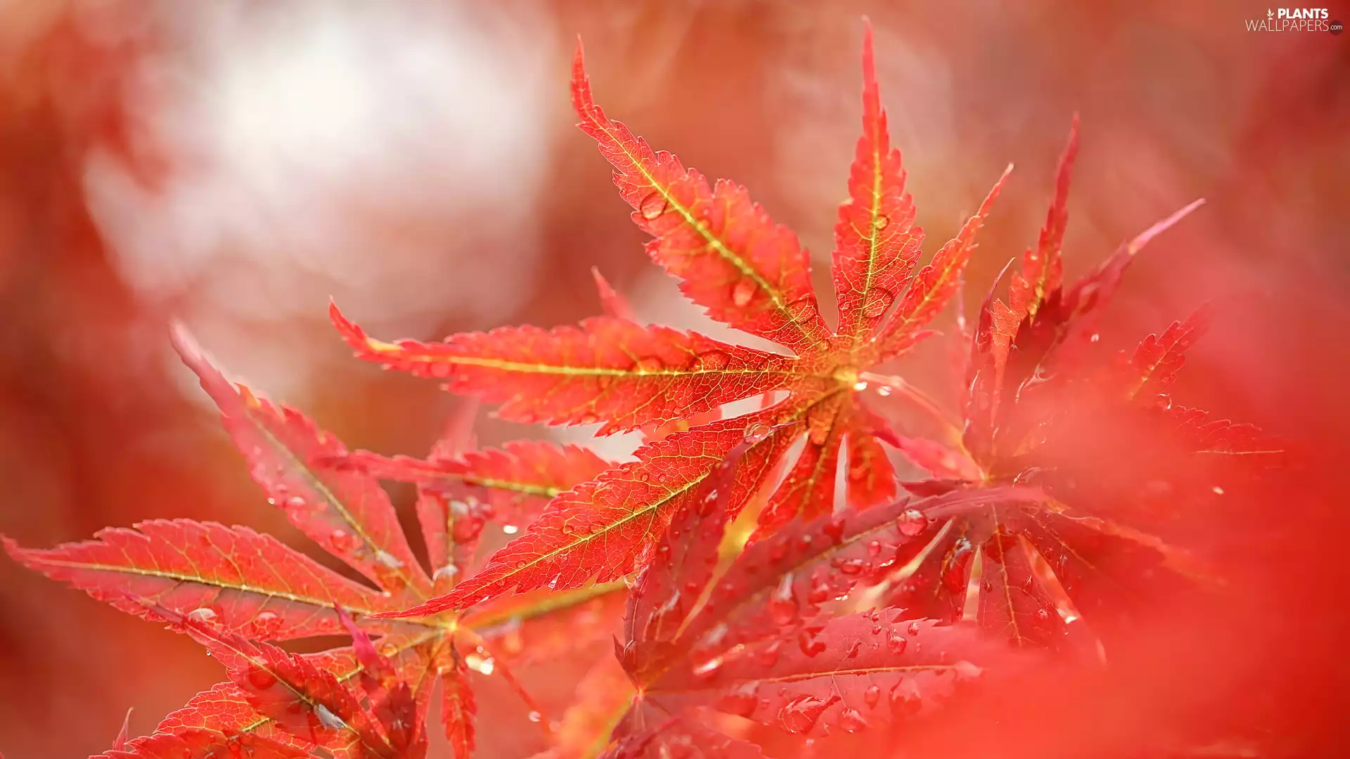Red, maple, drops, Leaf
