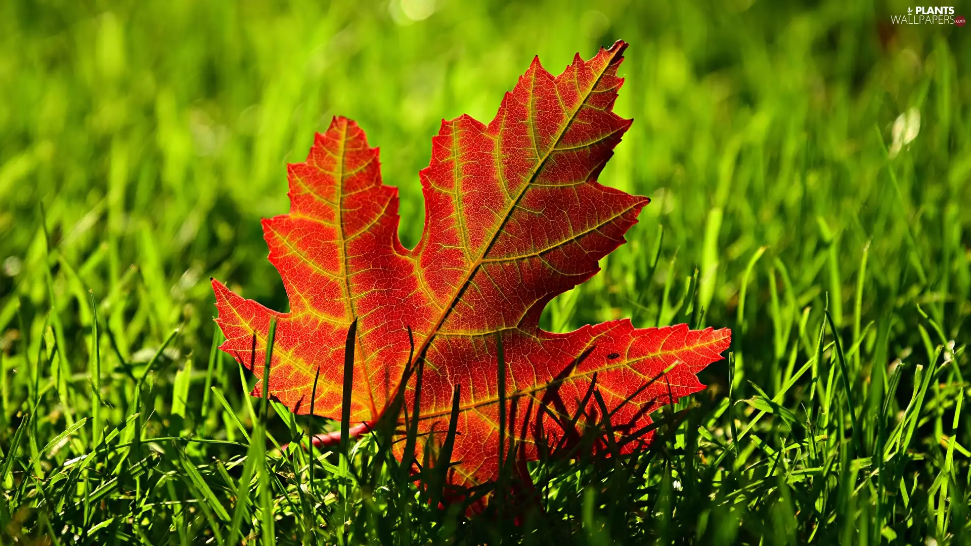 Red, maple, grass, leaf