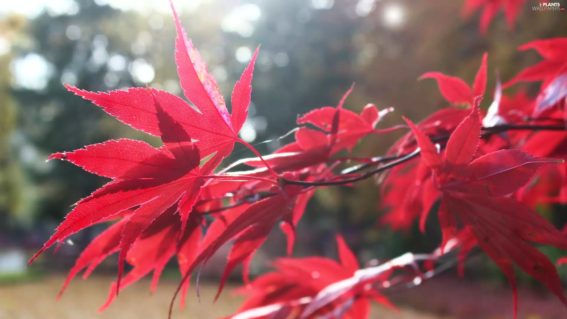 Leaf, maple, Red