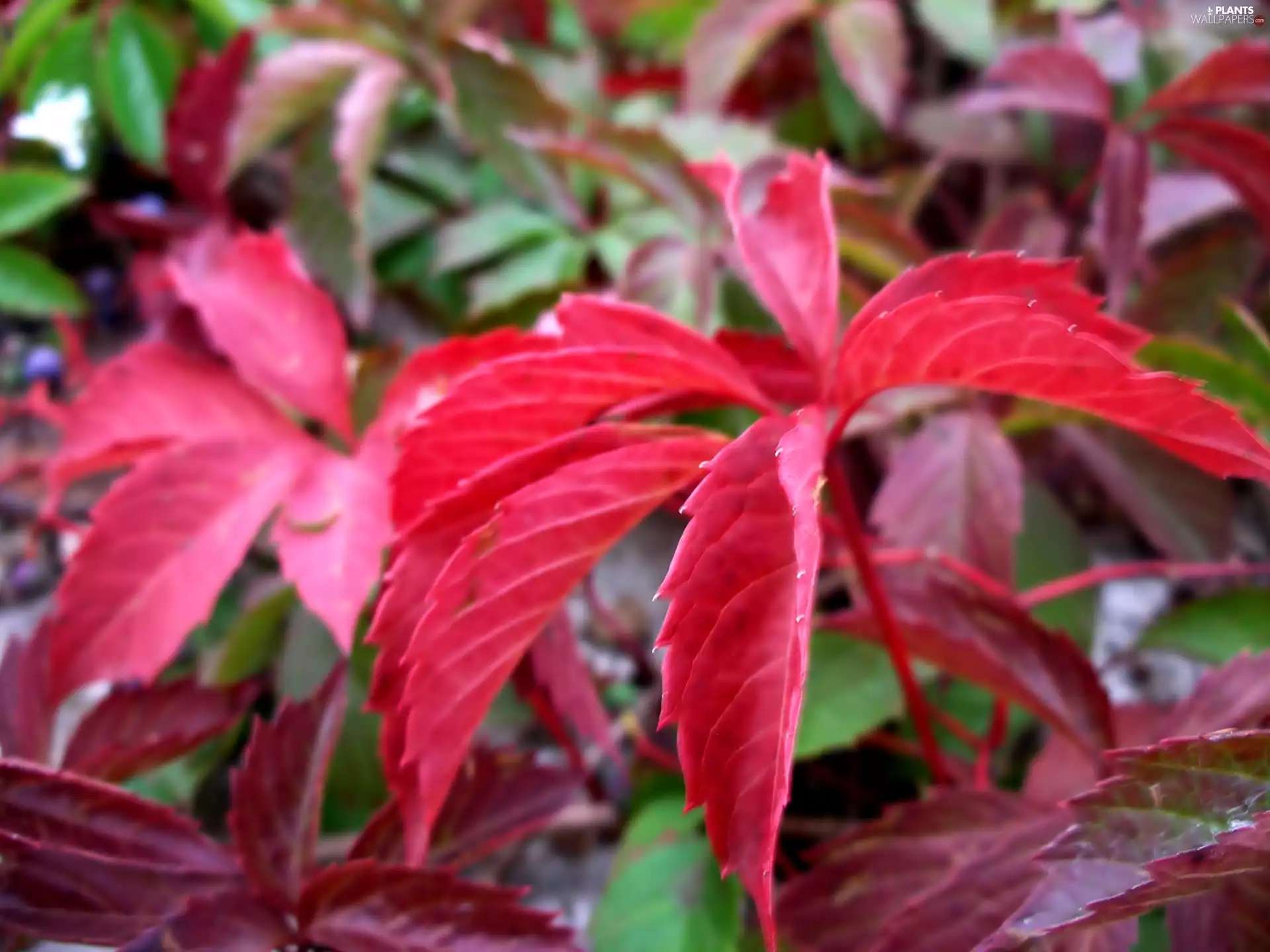 Leaf, plant, Red