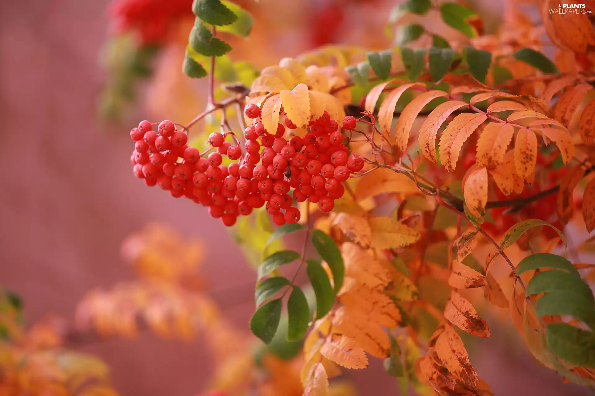 color, Leaf, Red, Fruits, Plant