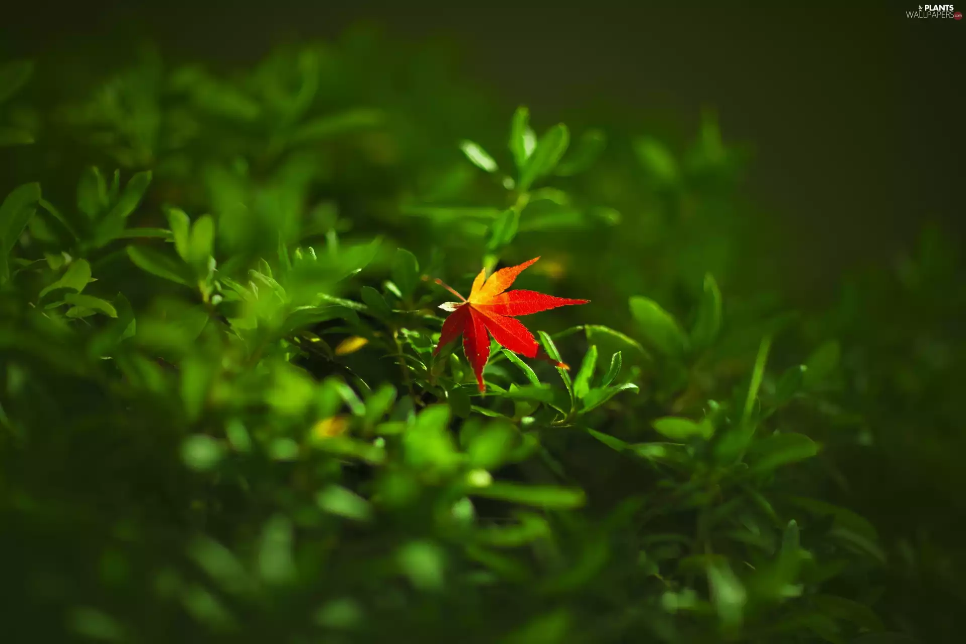 leaf, Plants, Red