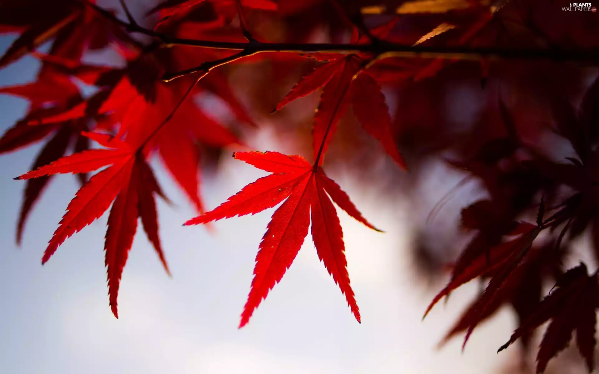 Red, maple, rapprochement, Leaf