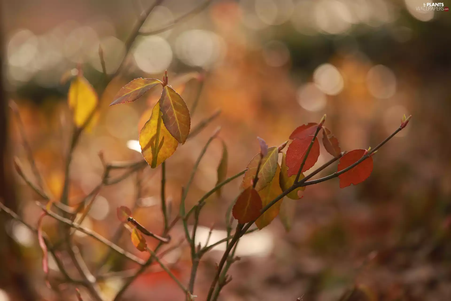 Red, Twigs, rapprochement, Leaf