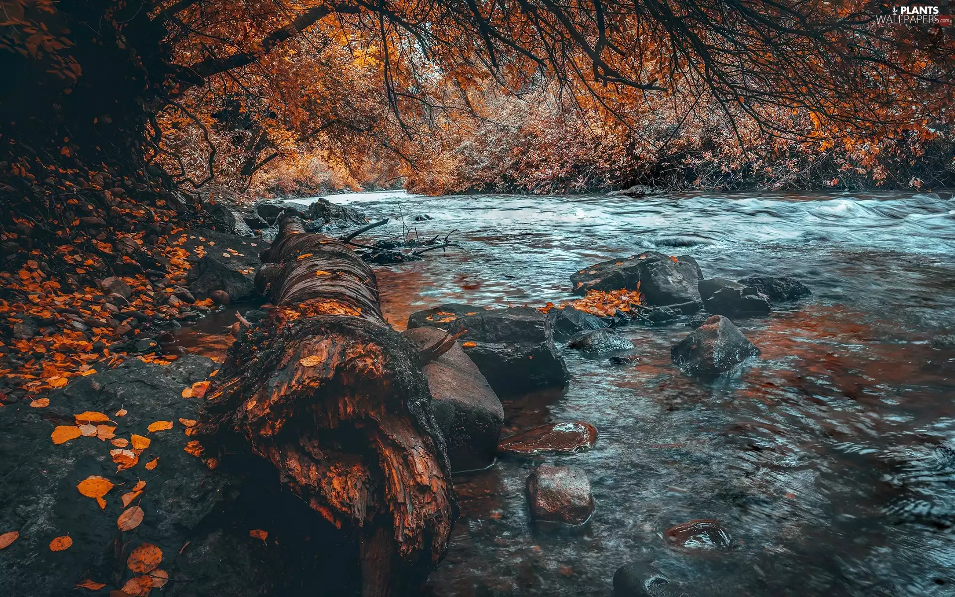 trees, River, red head, Stones, autumn, viewes, Leaf