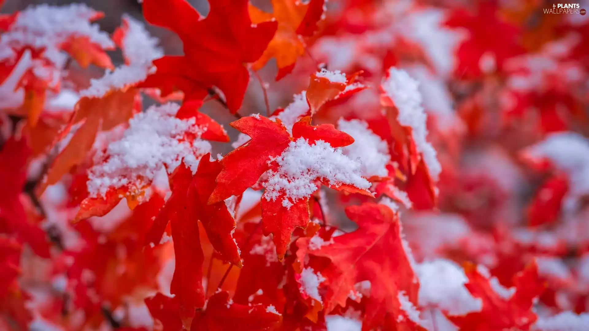 Red, maple, snow, Leaf