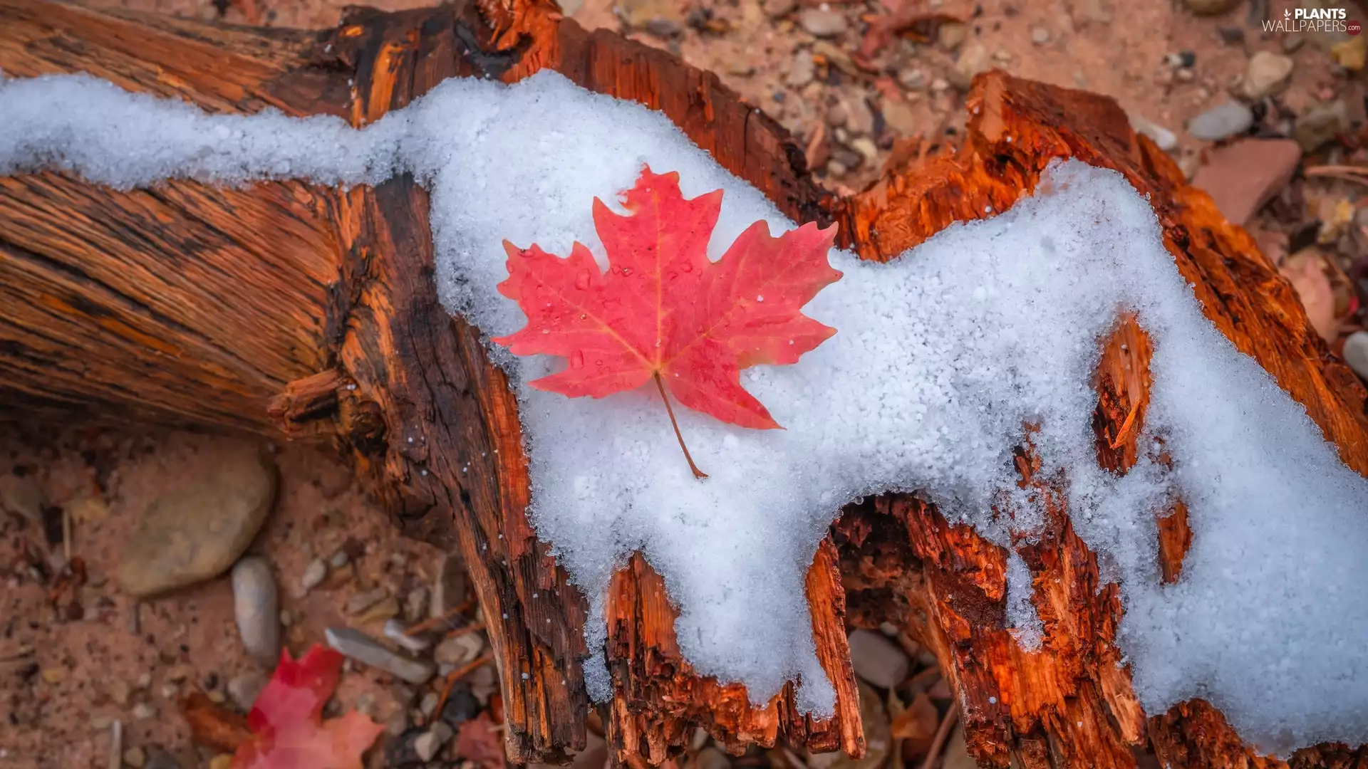Red, maple, snow, leaf