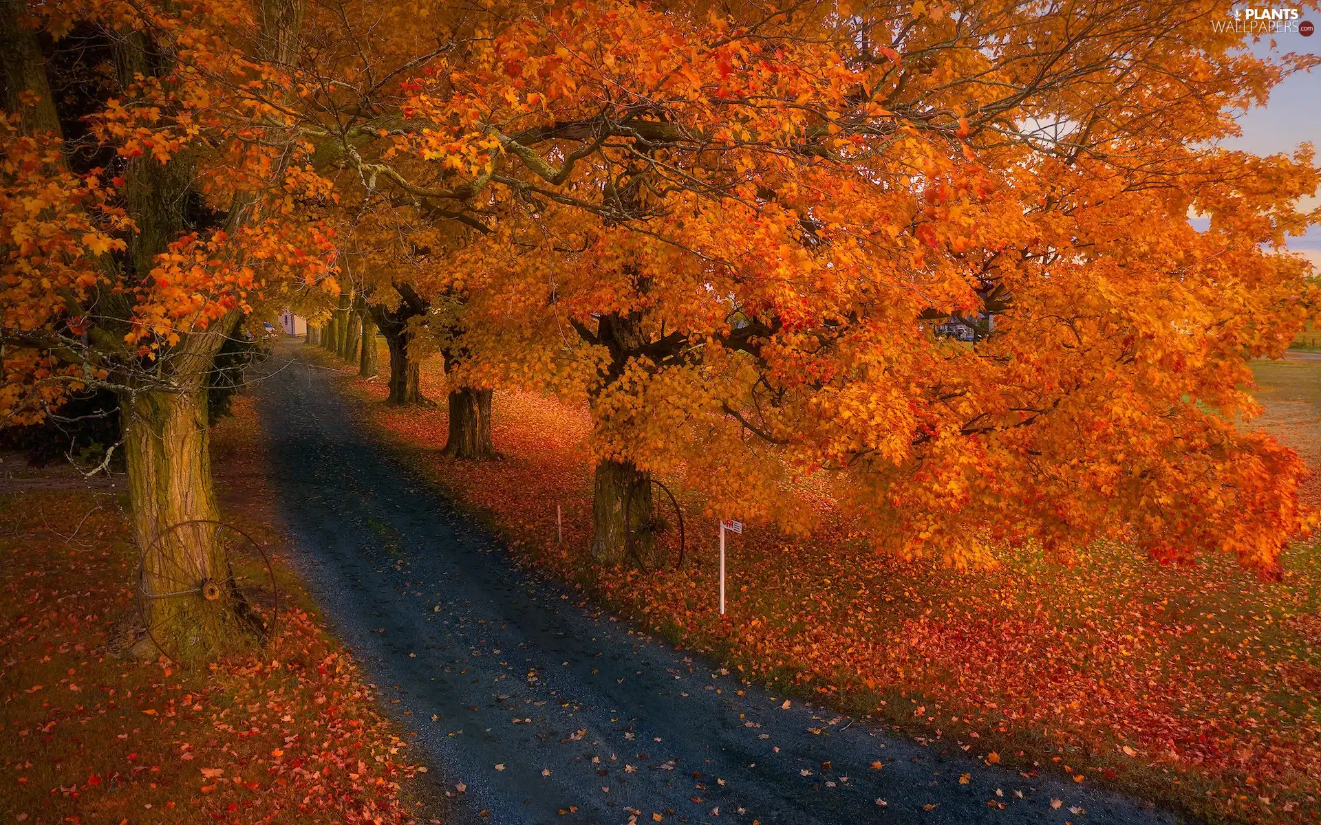 Way, trees, red head, viewes, autumn, circle, Leaf