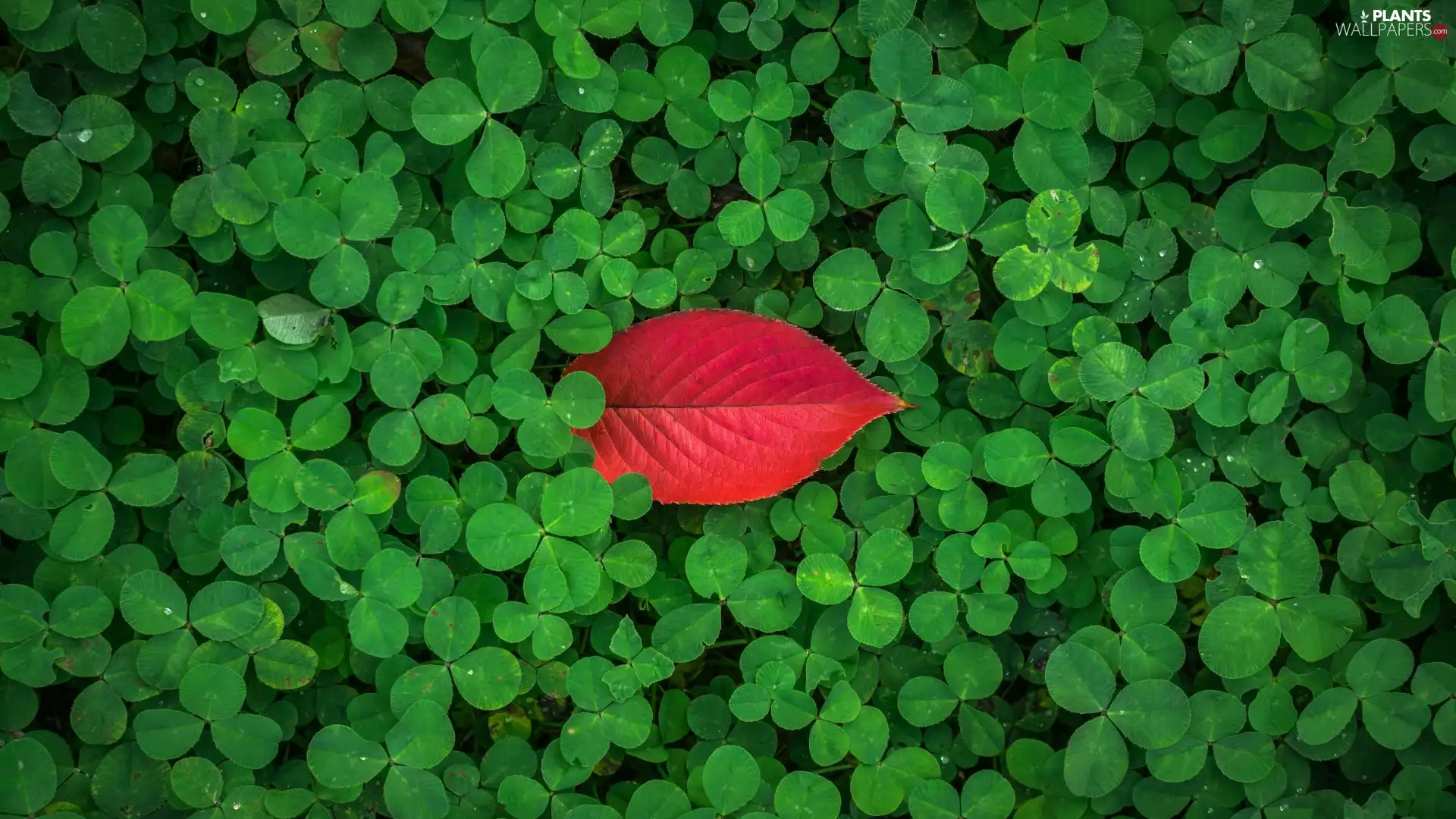 leaf, trefoil, Red