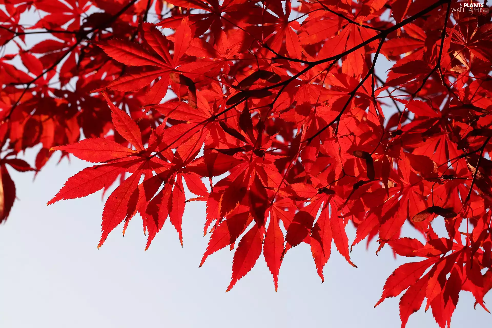 Red, maple, Twigs, Leaf