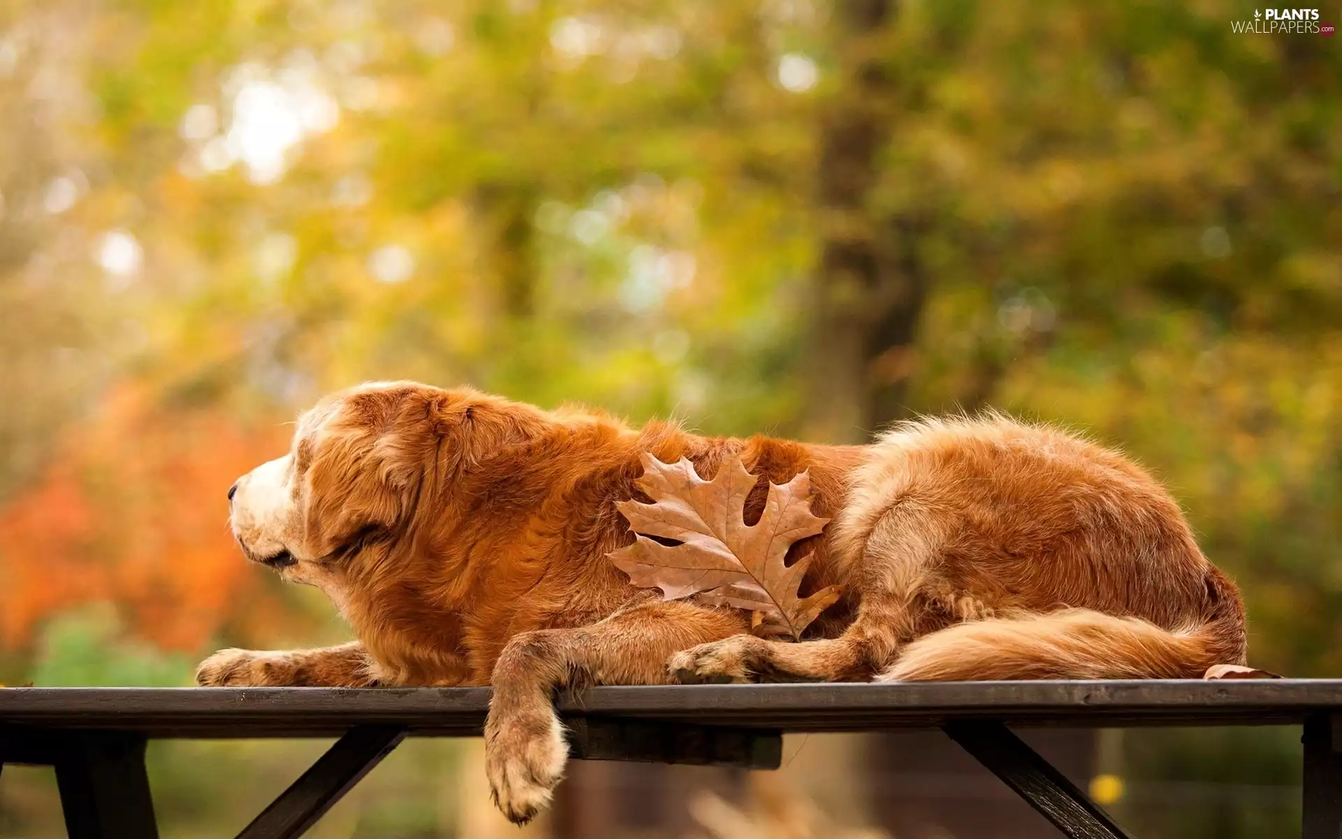 Bench, leaf, retriever, Park, golden