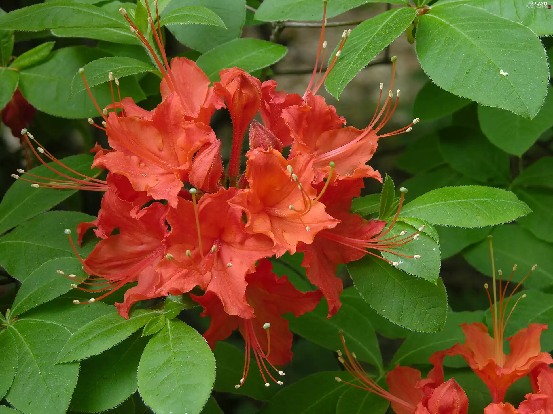 Leaf, azalea, rhododendron