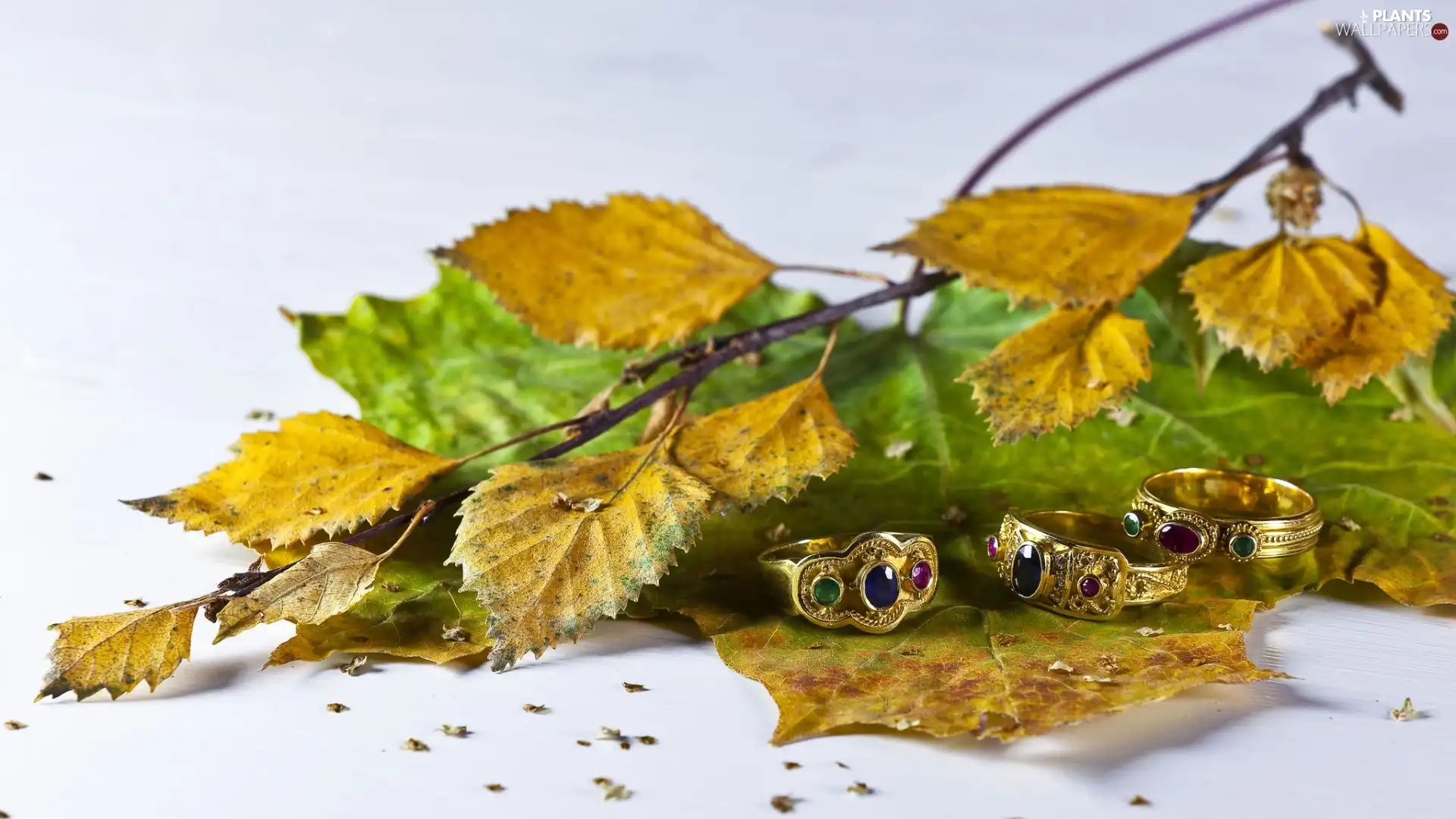 rings, twig, Leaf, autumn