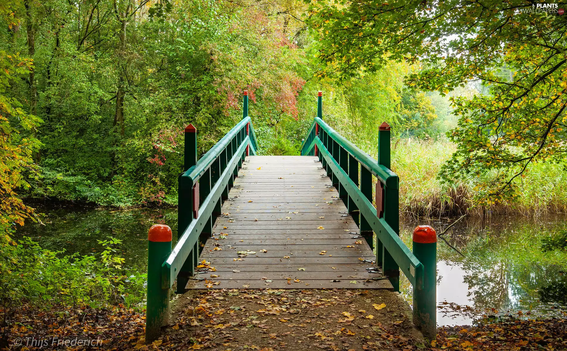 viewes, Leaf, River, trees, bridge