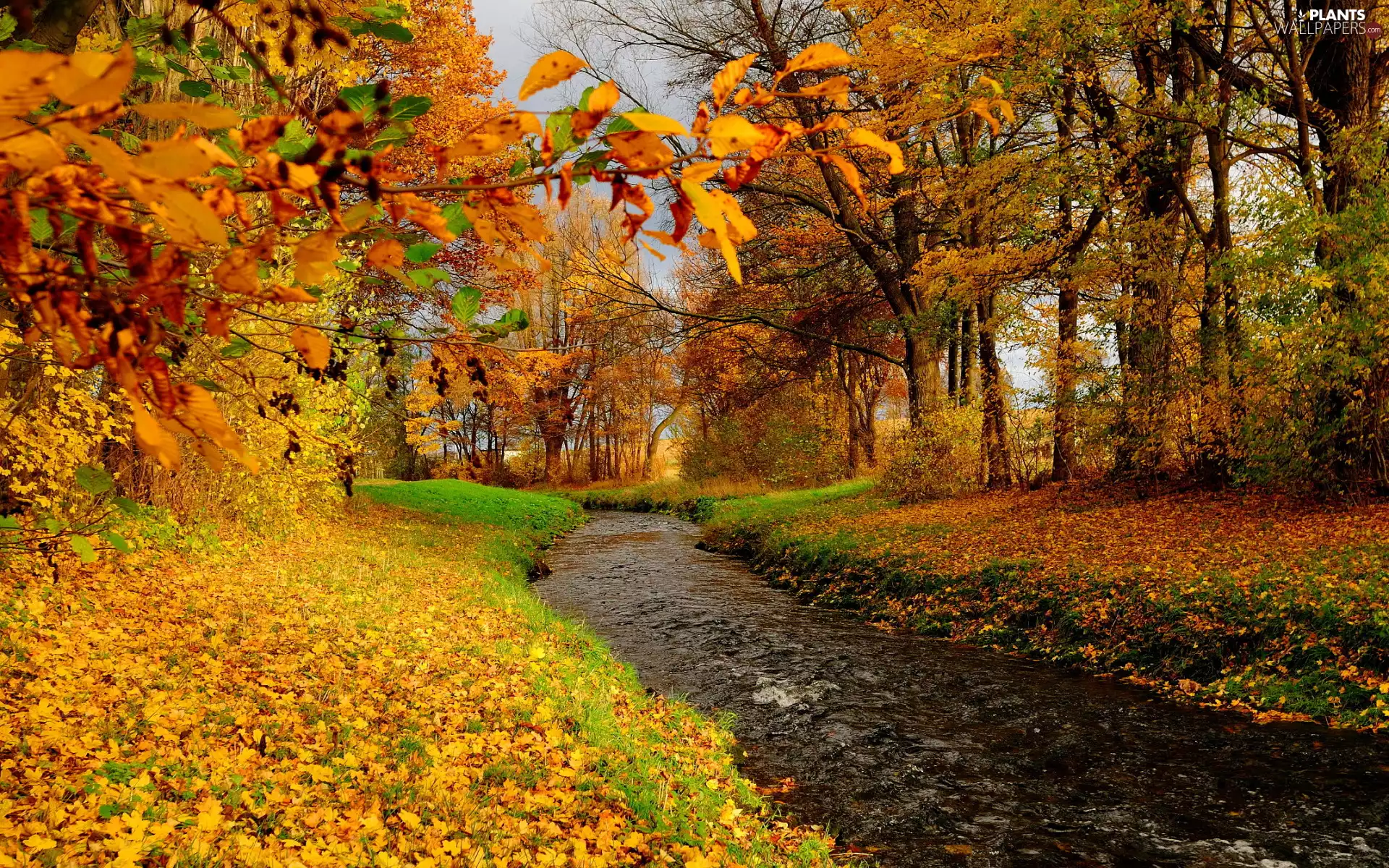 trees, autumn, fallen, Leaf, viewes, River