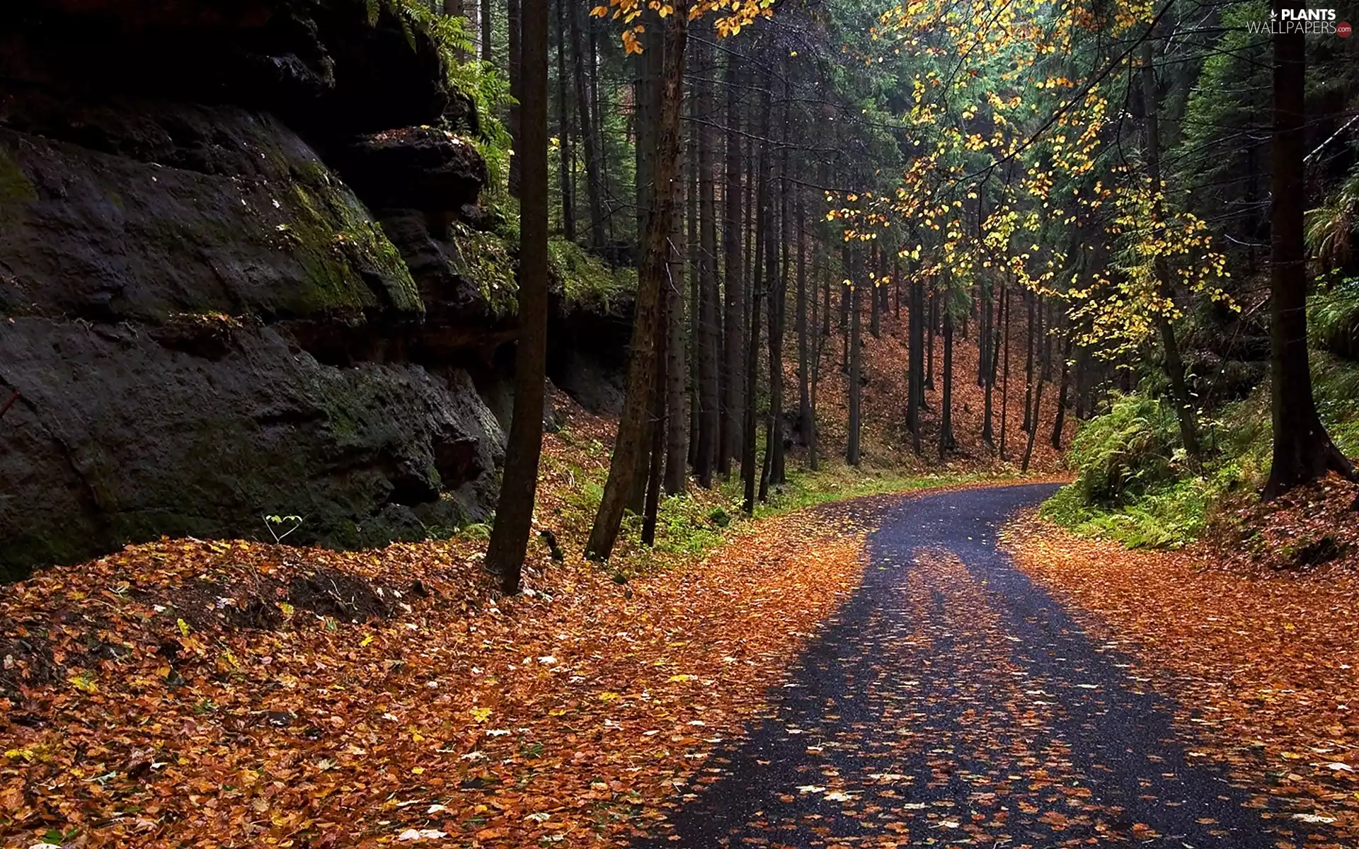 forest, autumn, fallen, Leaf, Way, rocks