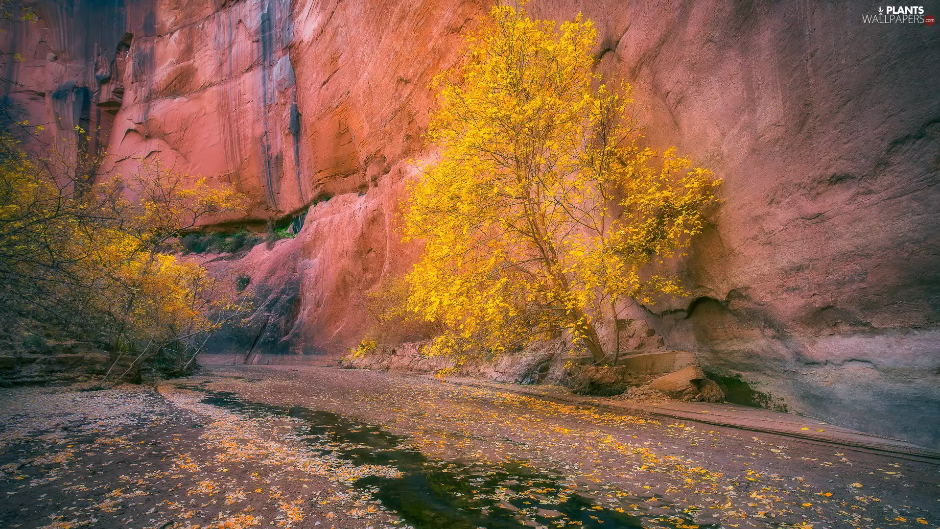 trees, canyon, Yellowed, Leaf, viewes, rocks