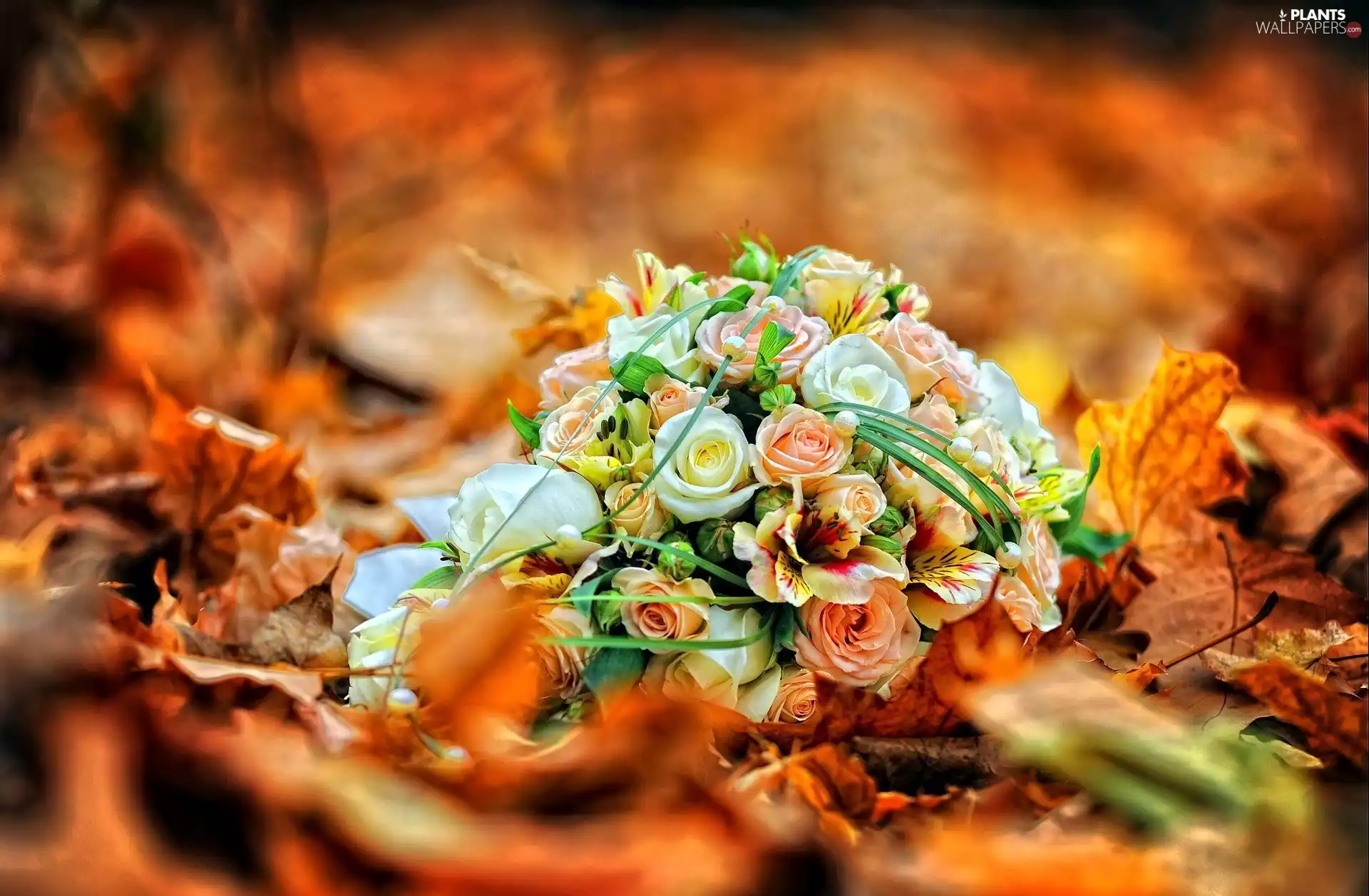 Leaf, bouquet, rouge