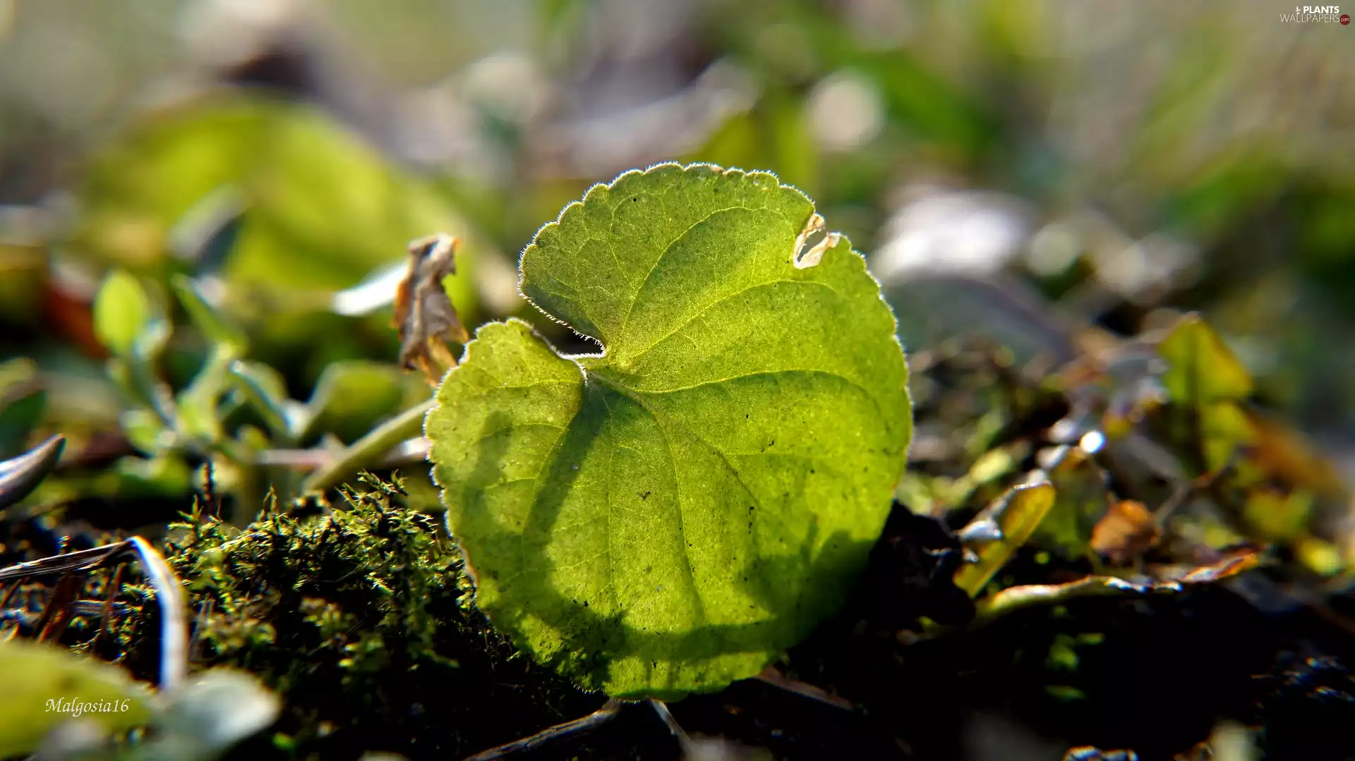 leaf, Green, round
