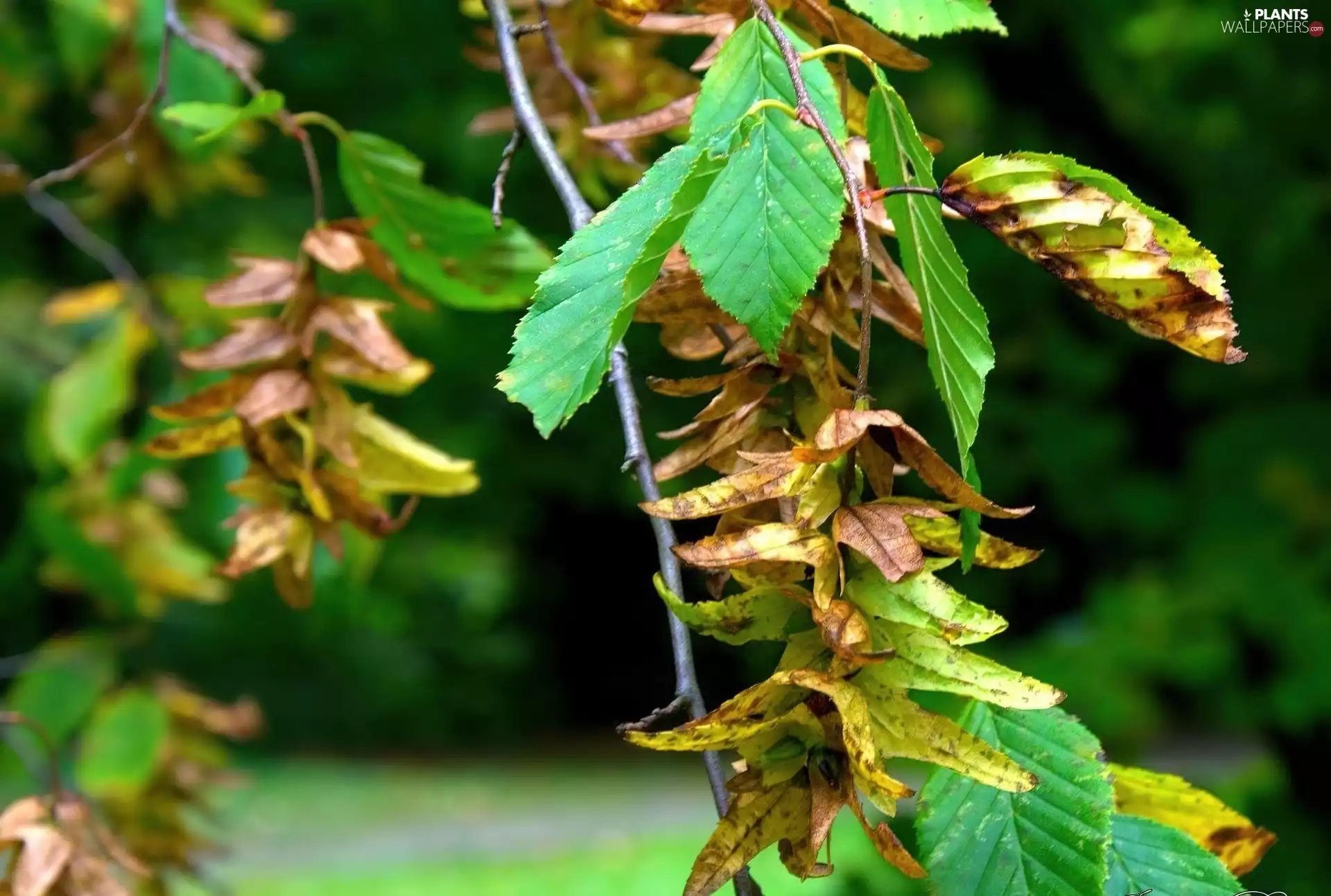 Leaf, autumn, rust