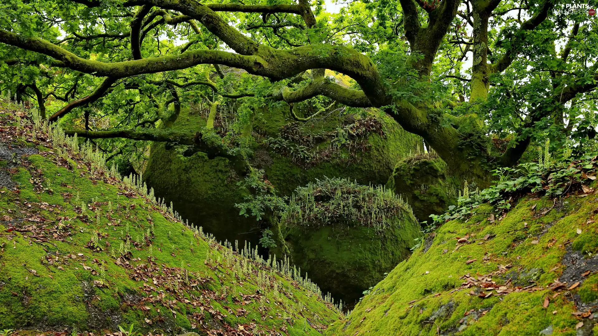 scarp, mossy, trees, Leaf
