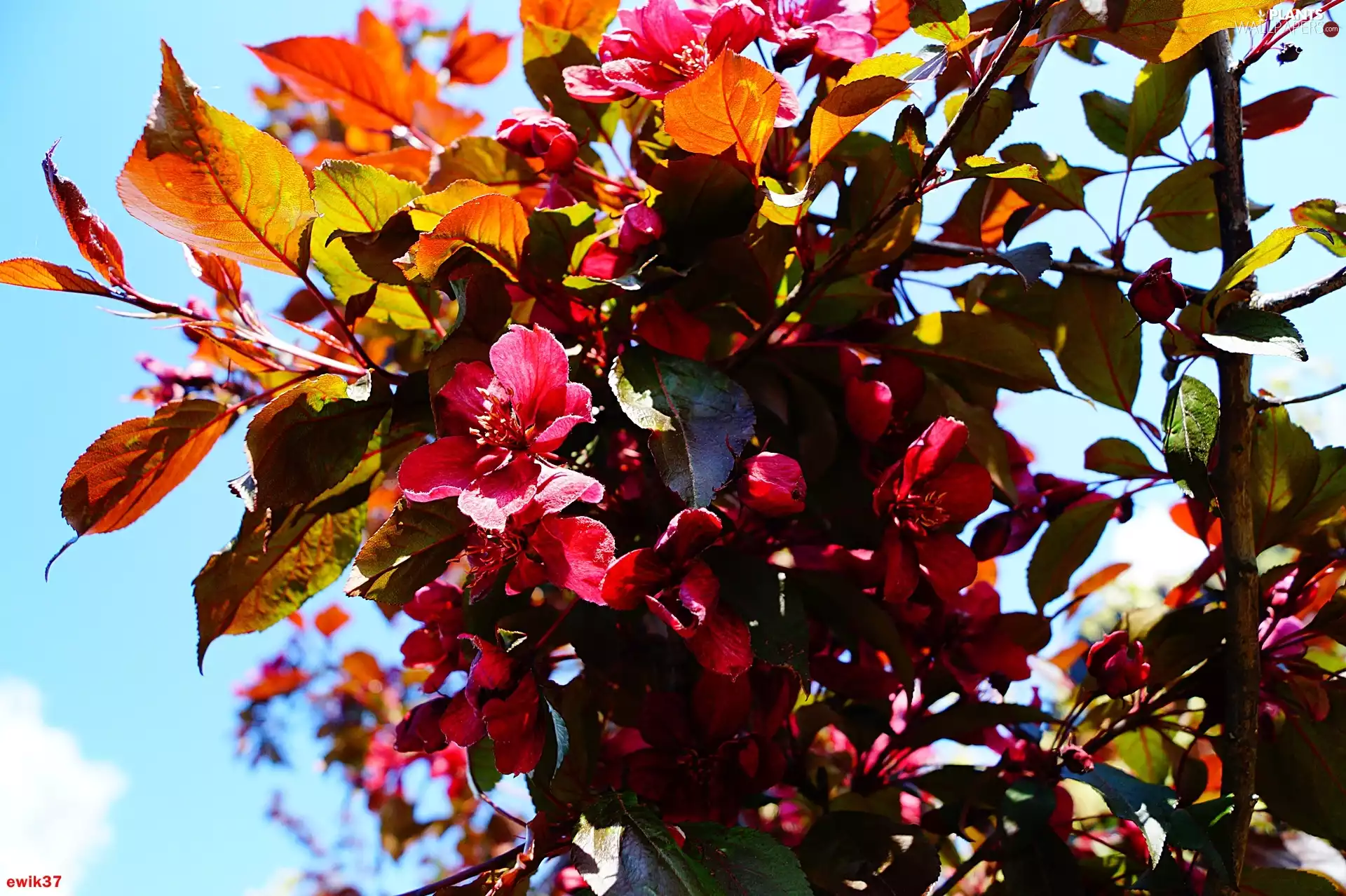 Sky, Cherry Laurel, Leaf