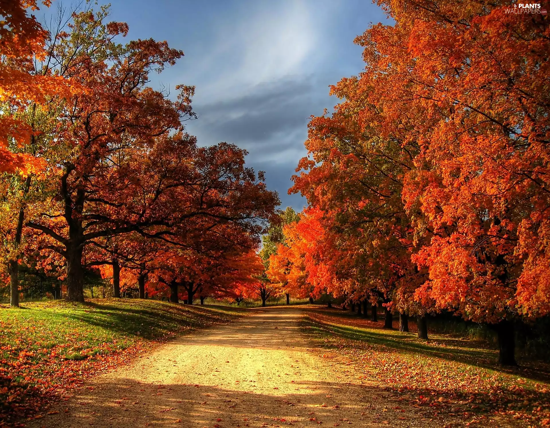 trees, viewes, Sky, fallen, cloudy, Way, autumn, Leaf