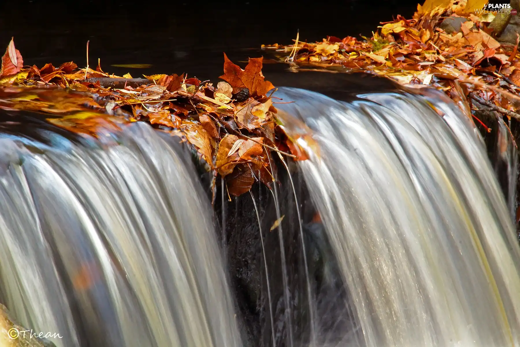 small, dry, Leaf, waterfall