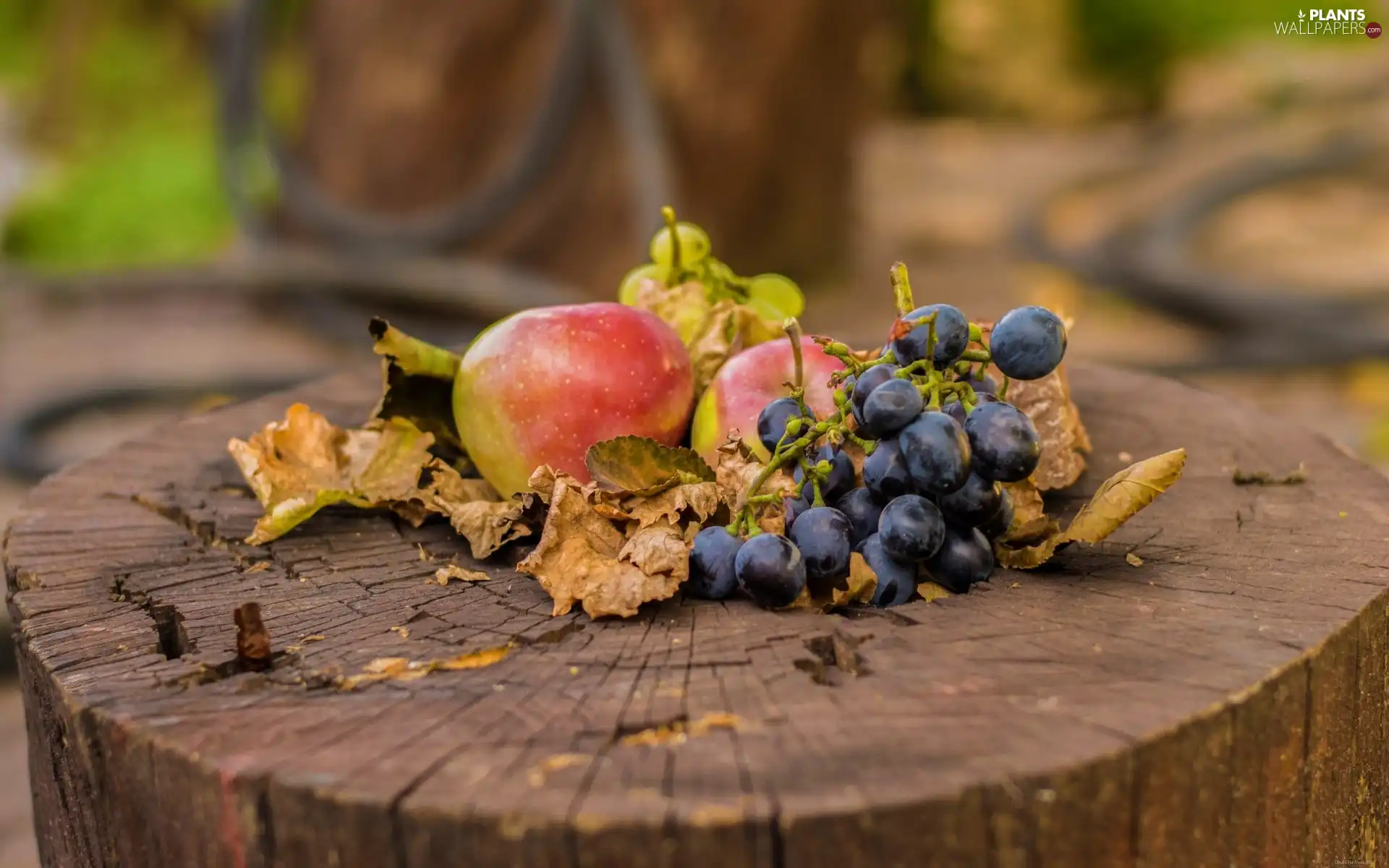 snag, grapes, Leaf, apples