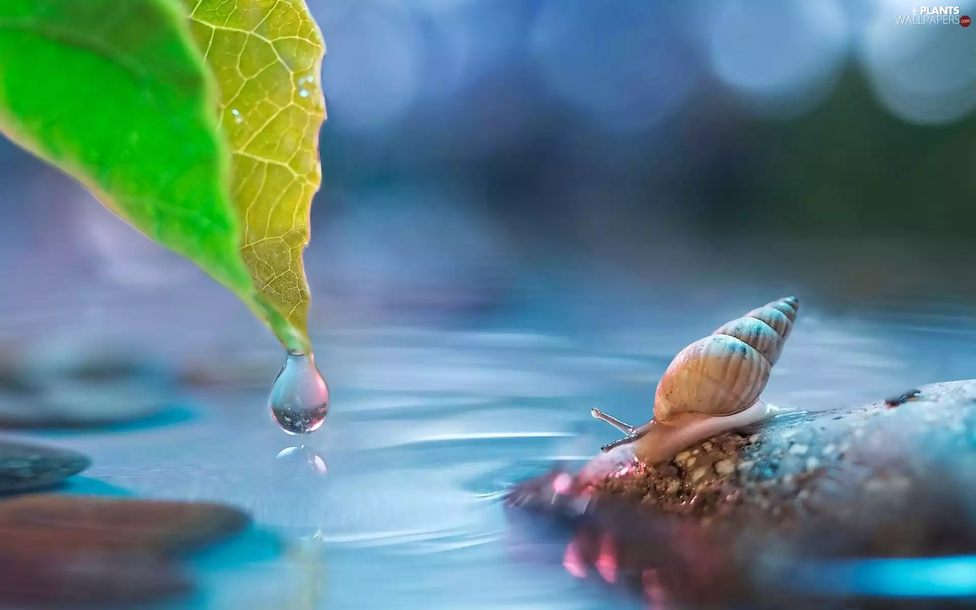 snail, water, Close, leaf