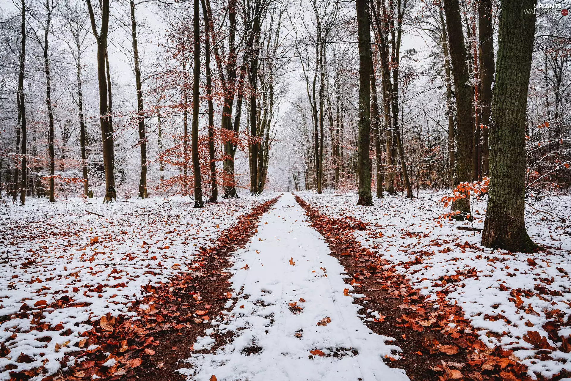 viewes, forest, snow, fallen, Path, trees, winter, Leaf