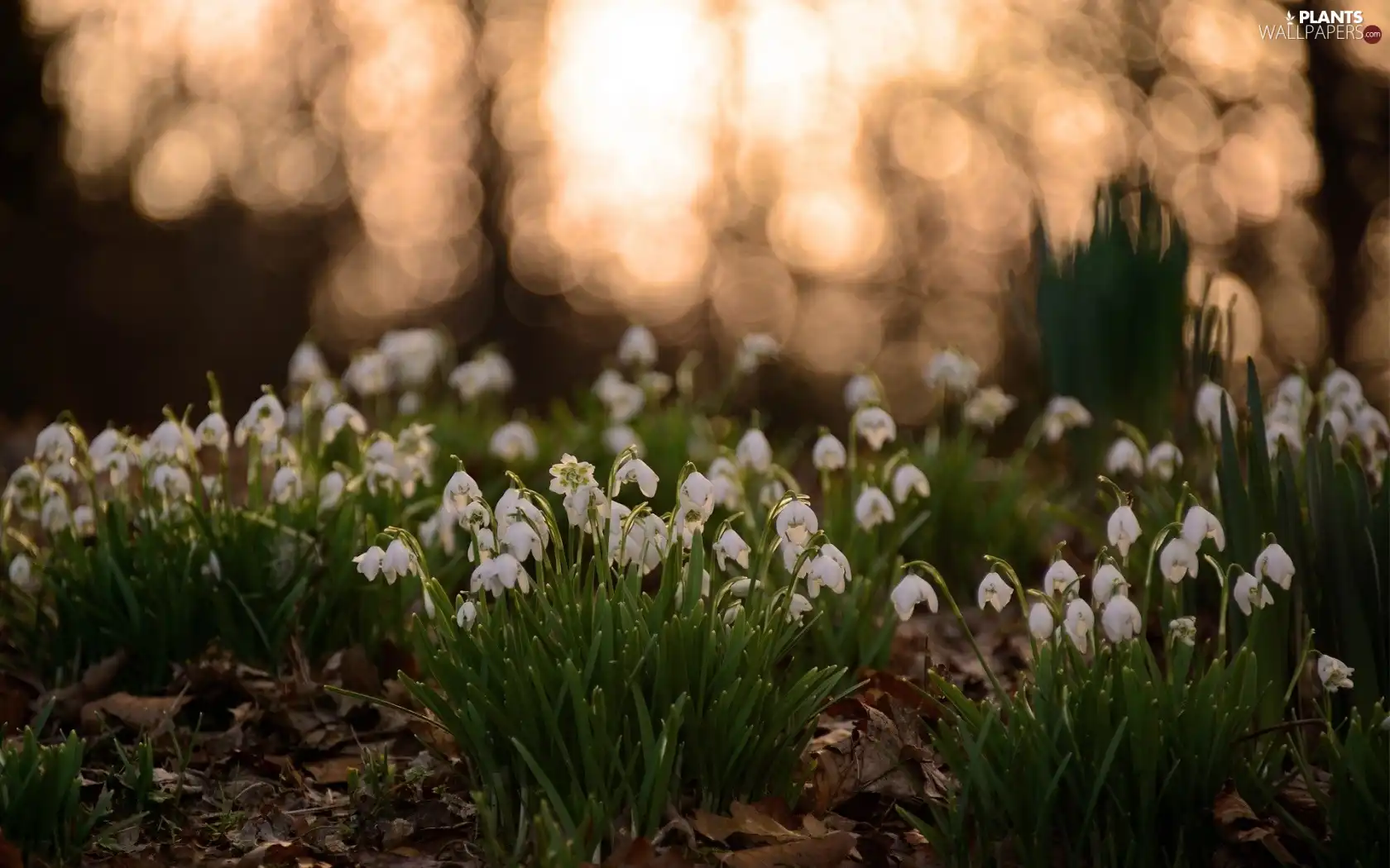 snowdrops, Leaf